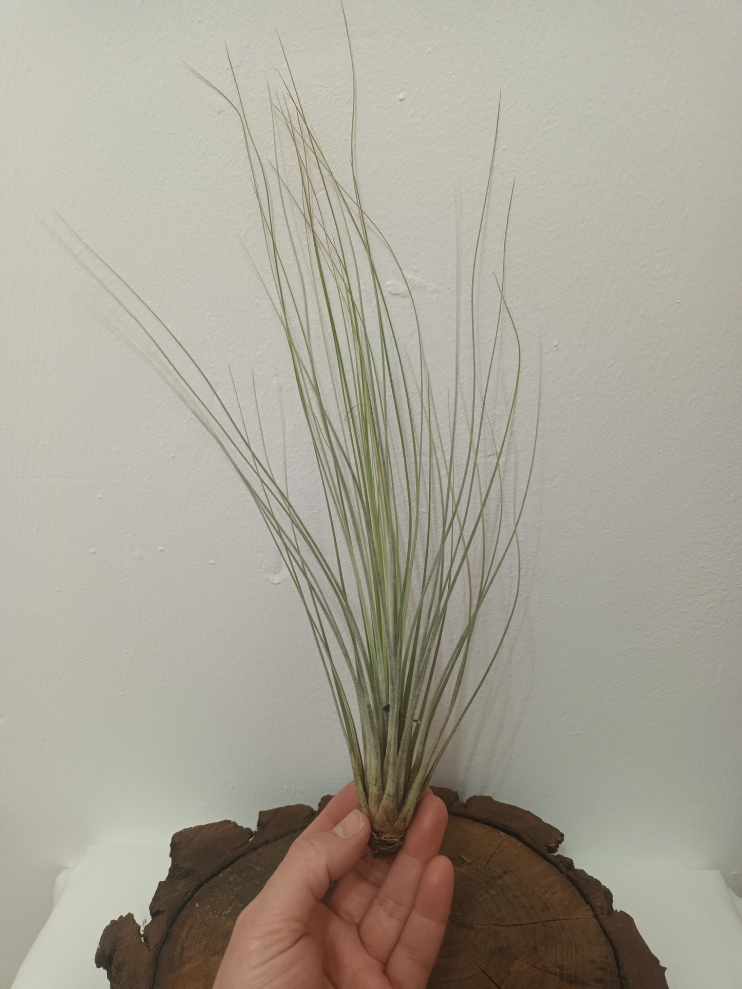 Tillandsia juncea-M