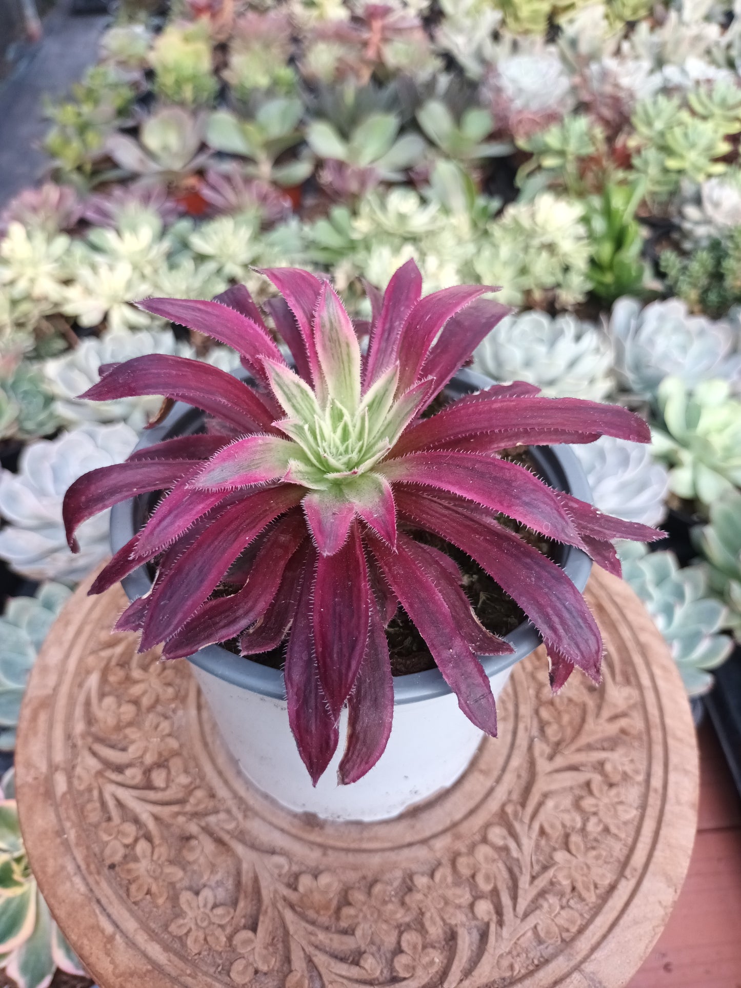 Aeonium Firecraker variegata