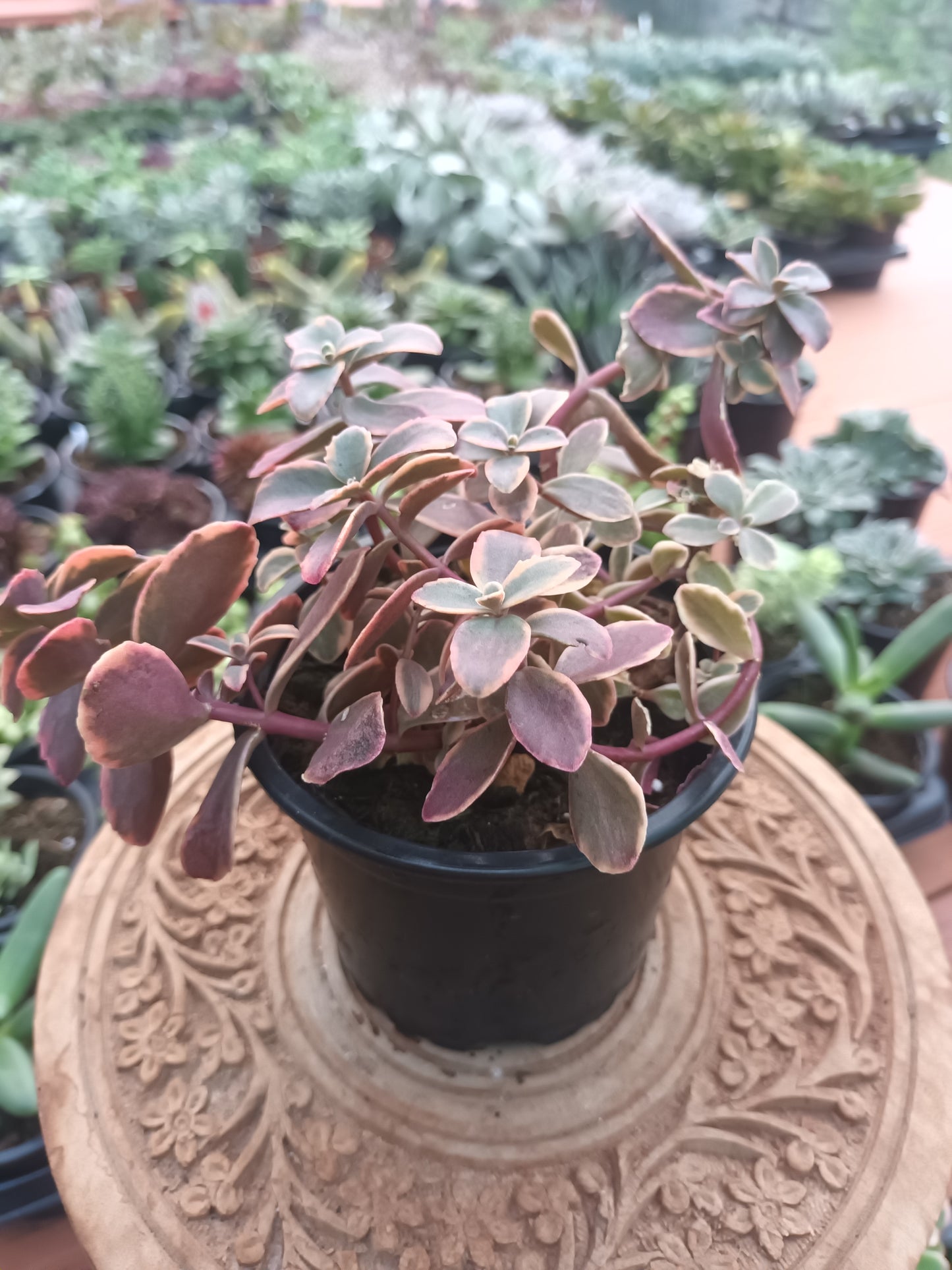 Sedum marginalis 'Rubra' variegata