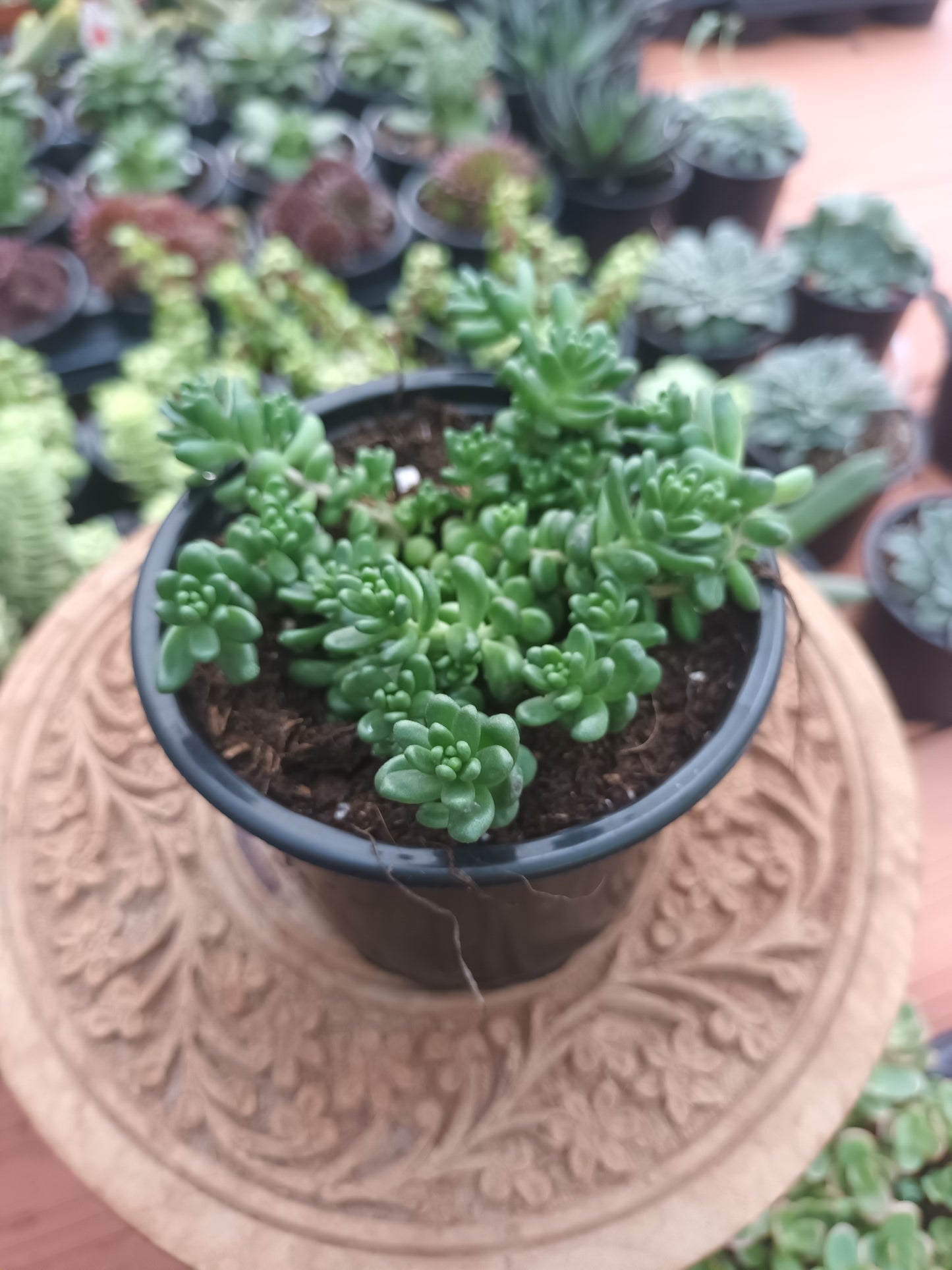 Sedum album