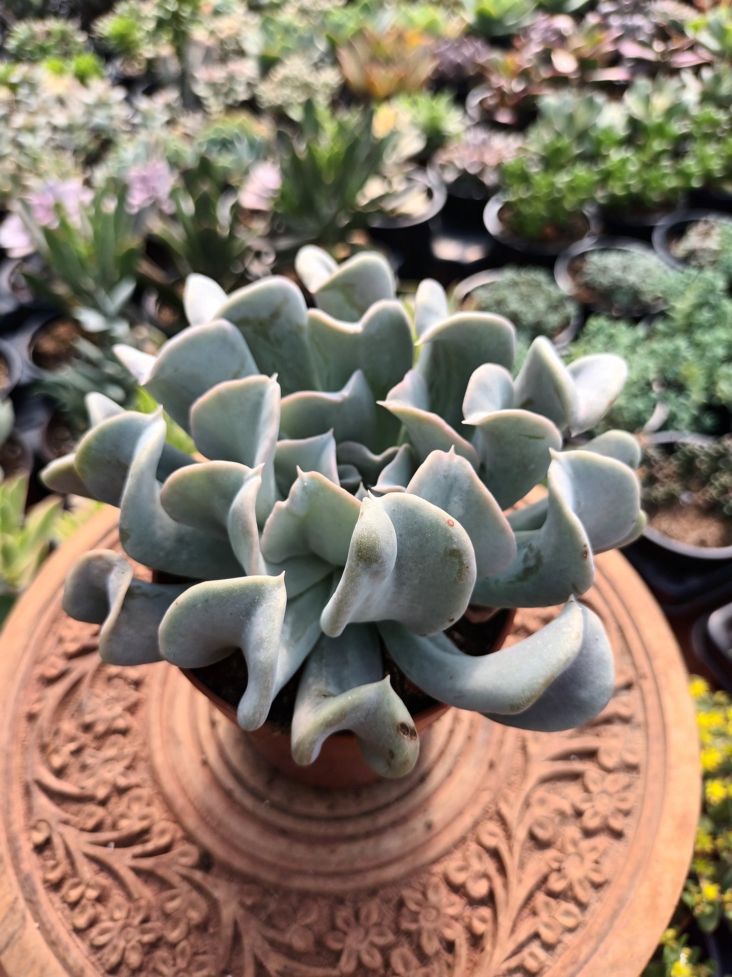 Echeveria runyonii Topsy Turvy