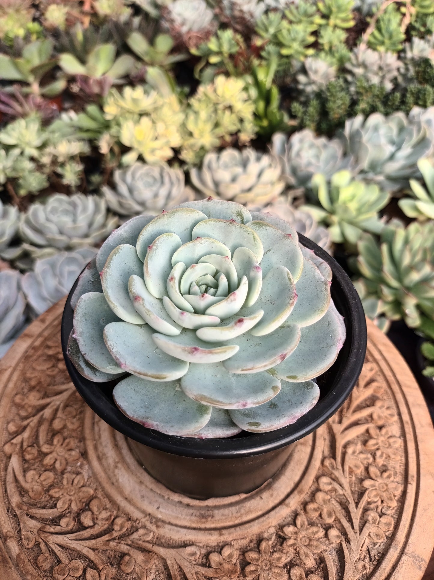 Echeveria 'montblanc'