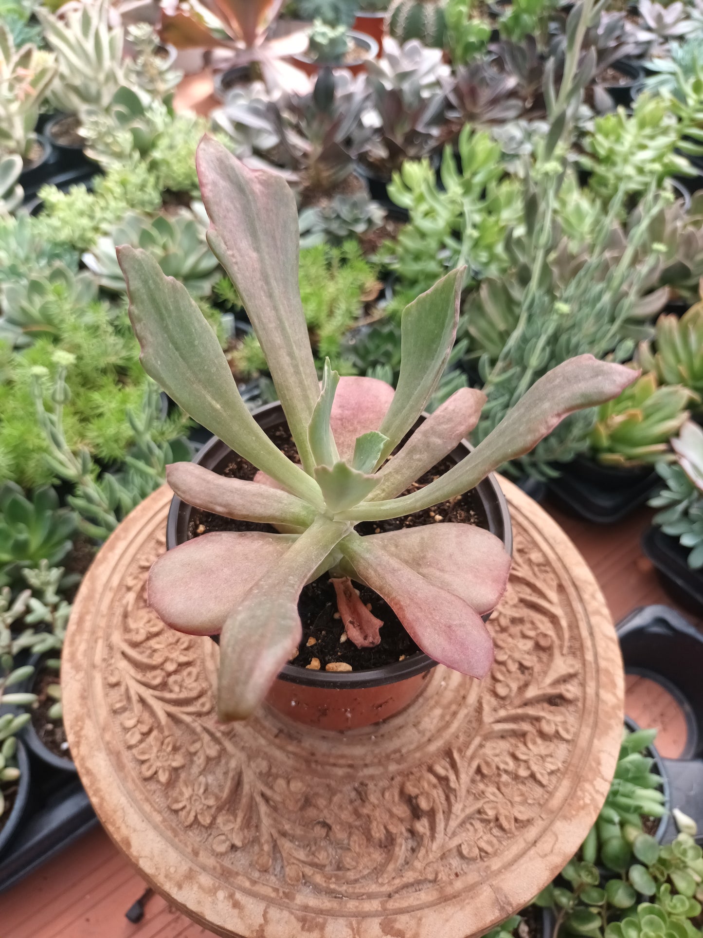Echeveria Diamond State Monstruosa