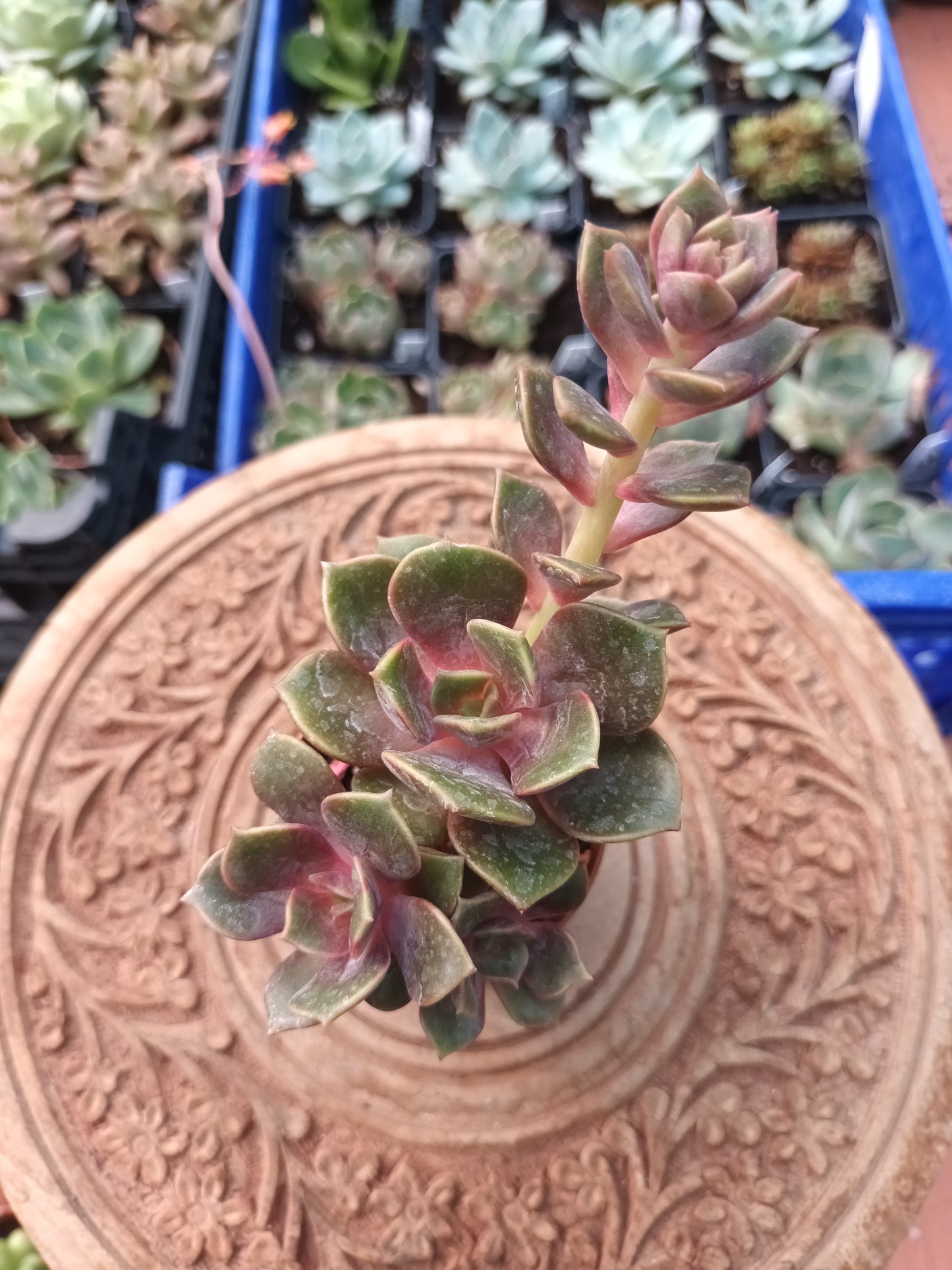 Echeveria agavoides mont