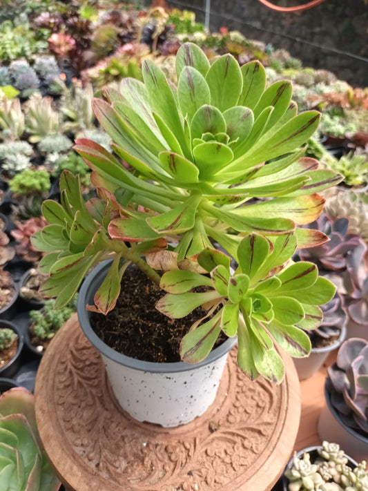 Aeonium 'Vera'