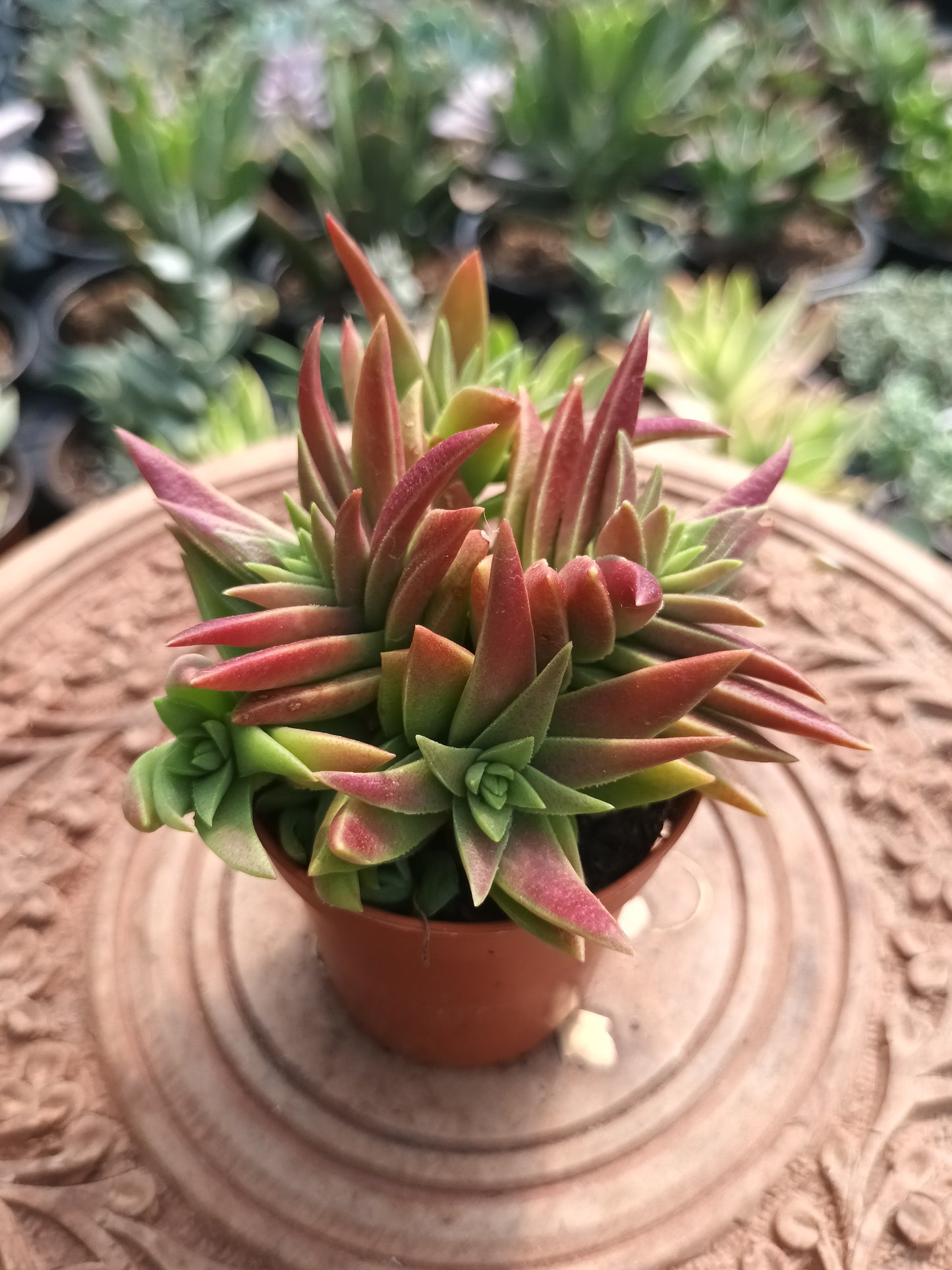 Crassula capitella