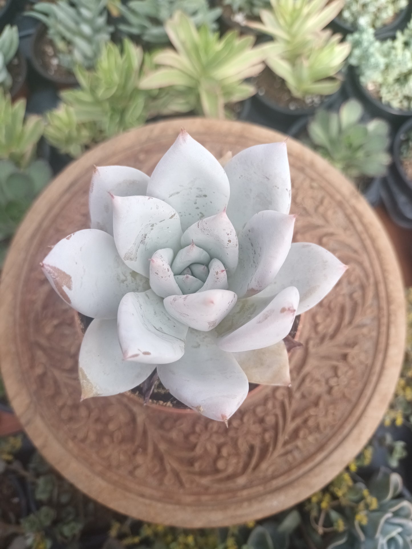 Echeveria Mexican Giant