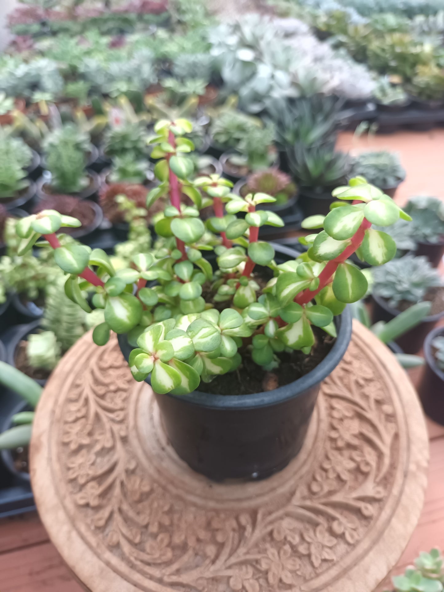 Portulacaria afra 'Mediopicta'