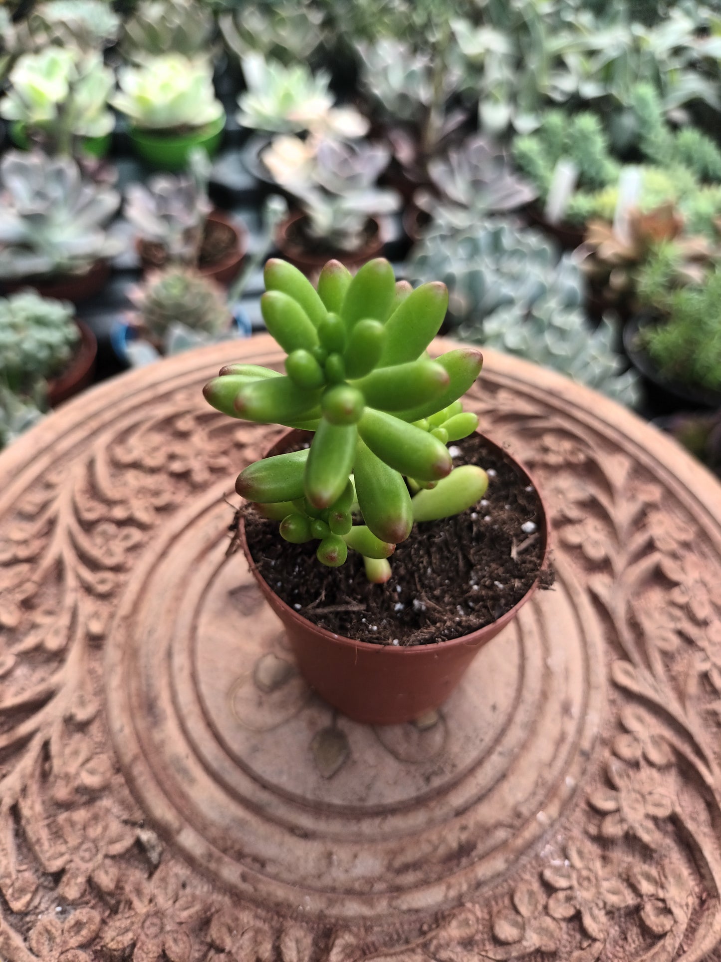 Sedum rubroticum