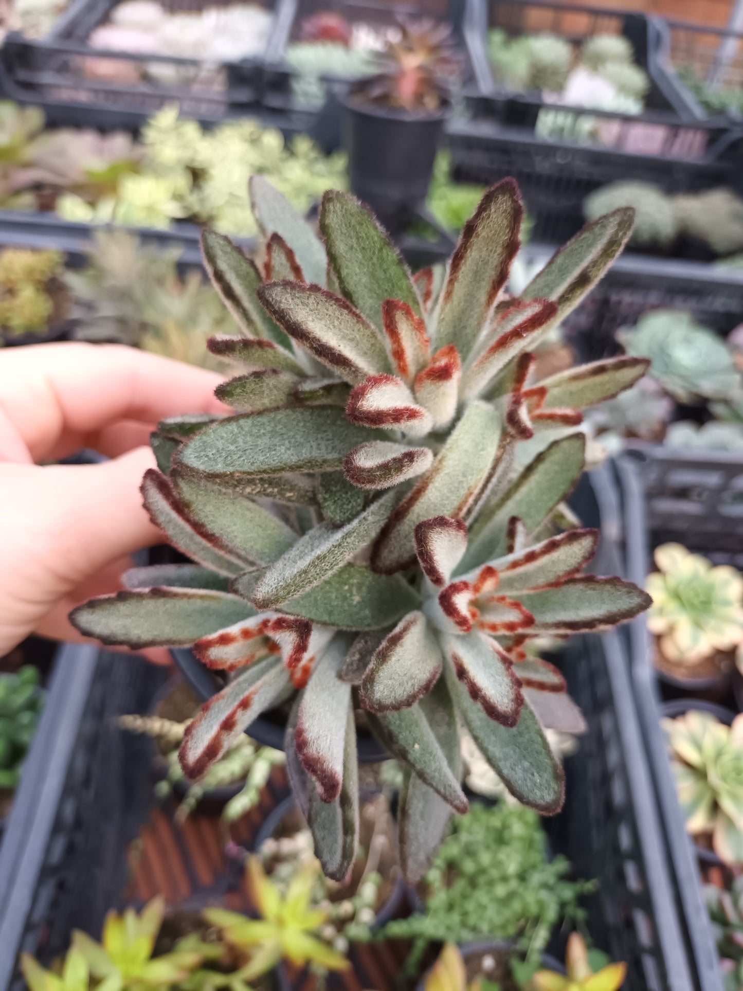 Kalanchoe tomentosa 'Dorothy Brown'