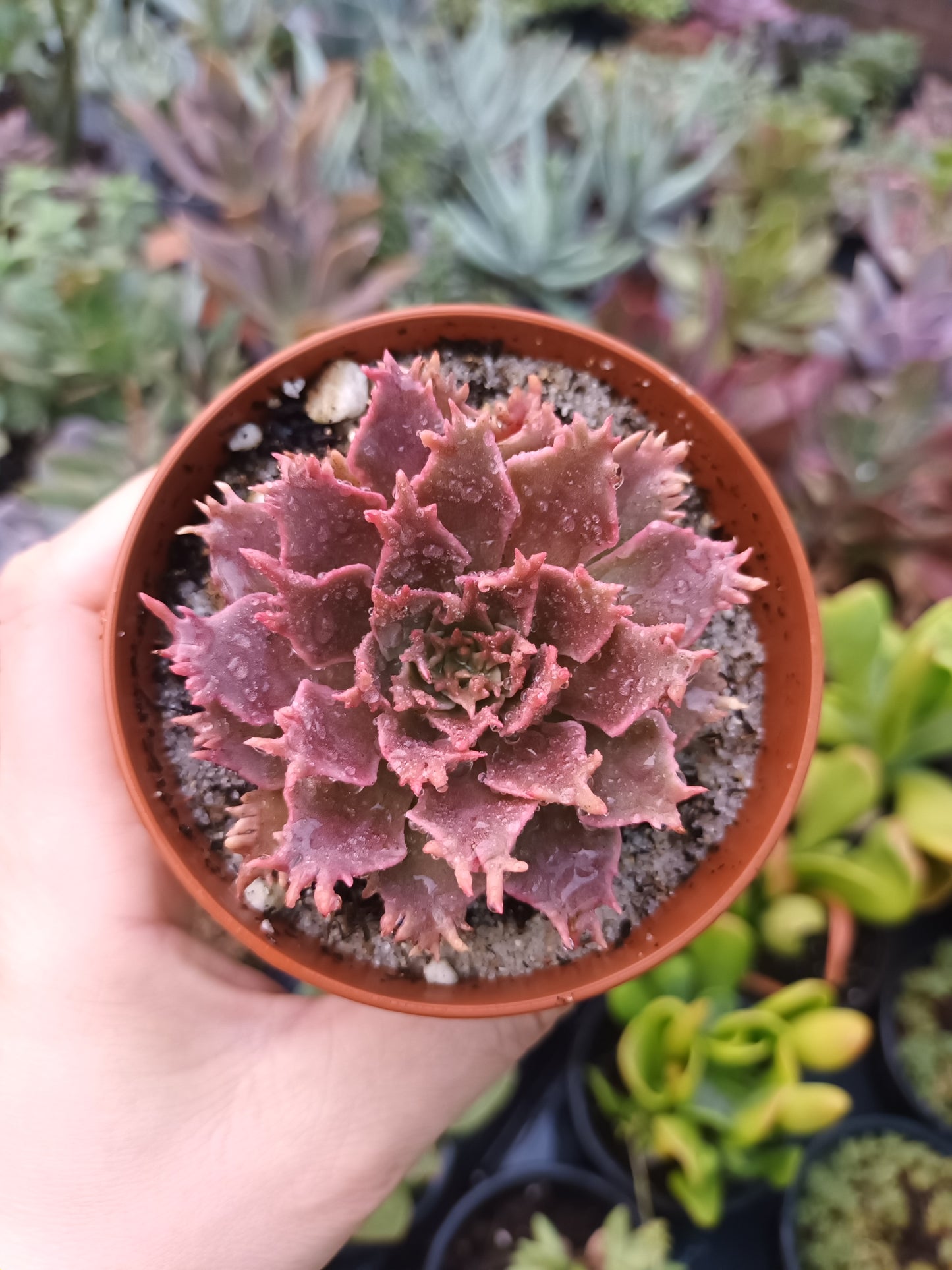 Graptoveria 'starfire'