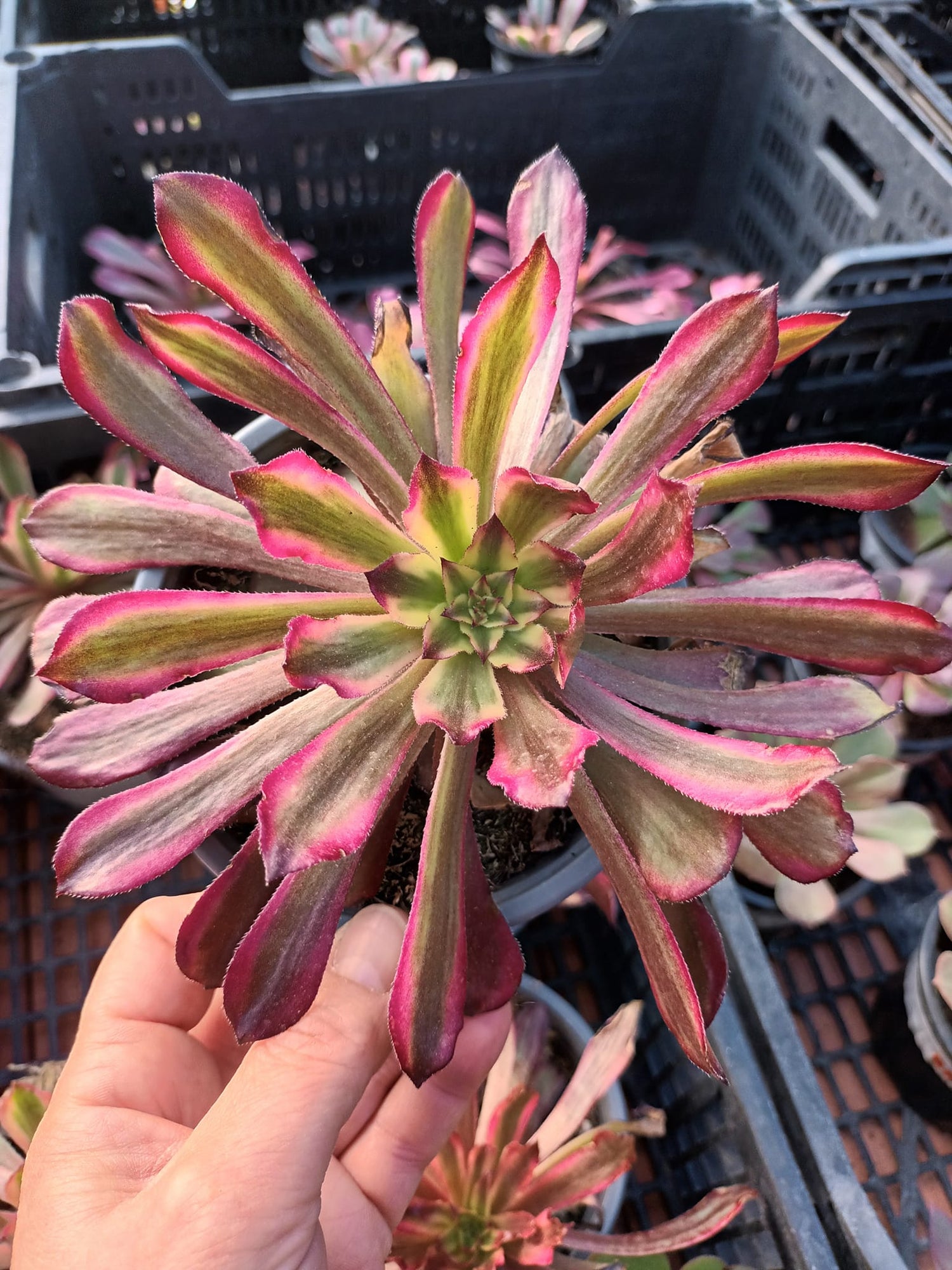 Aeoniums