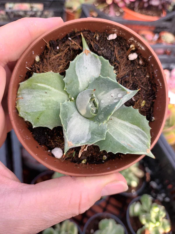 Agaves