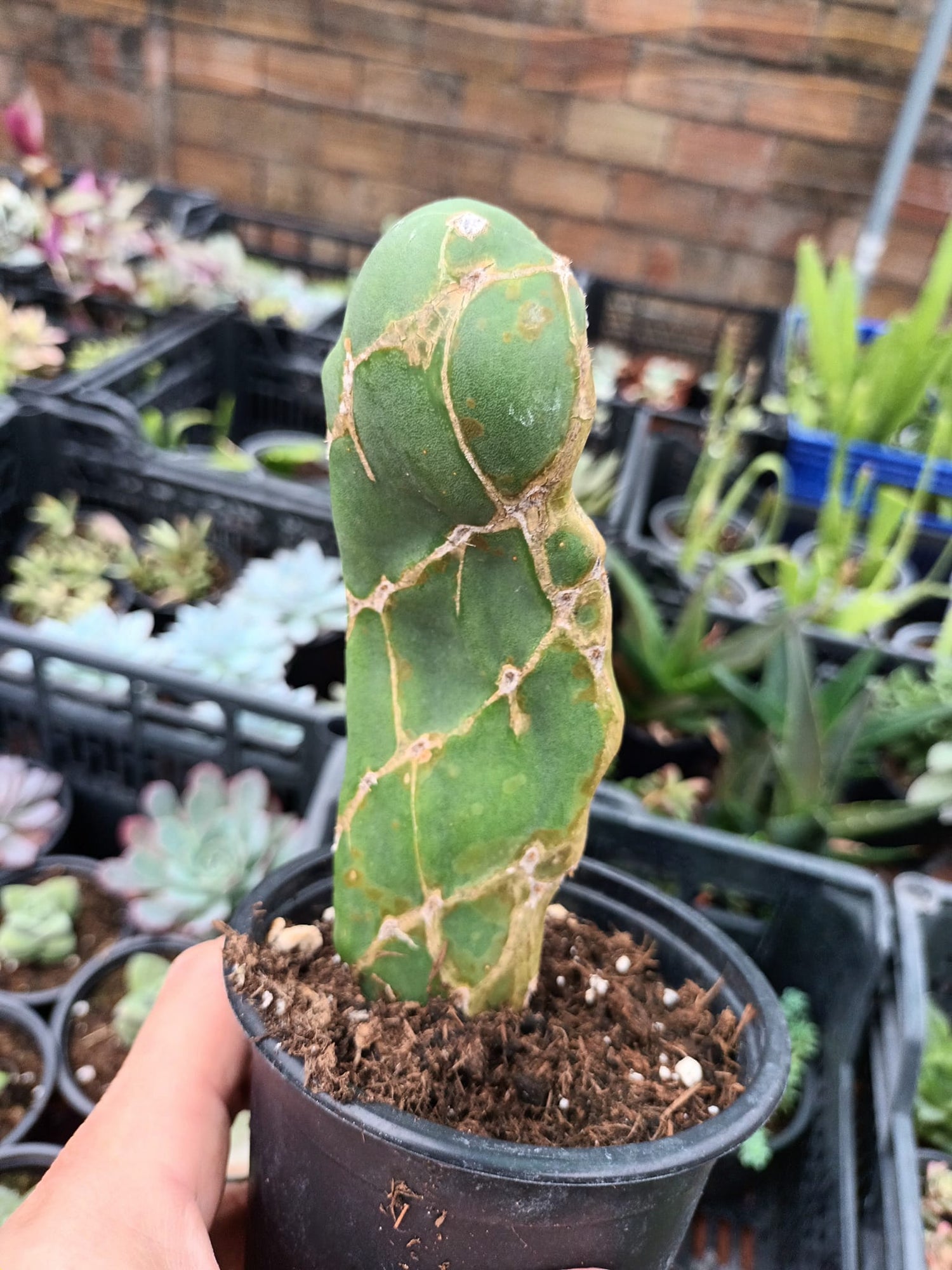 Cactus