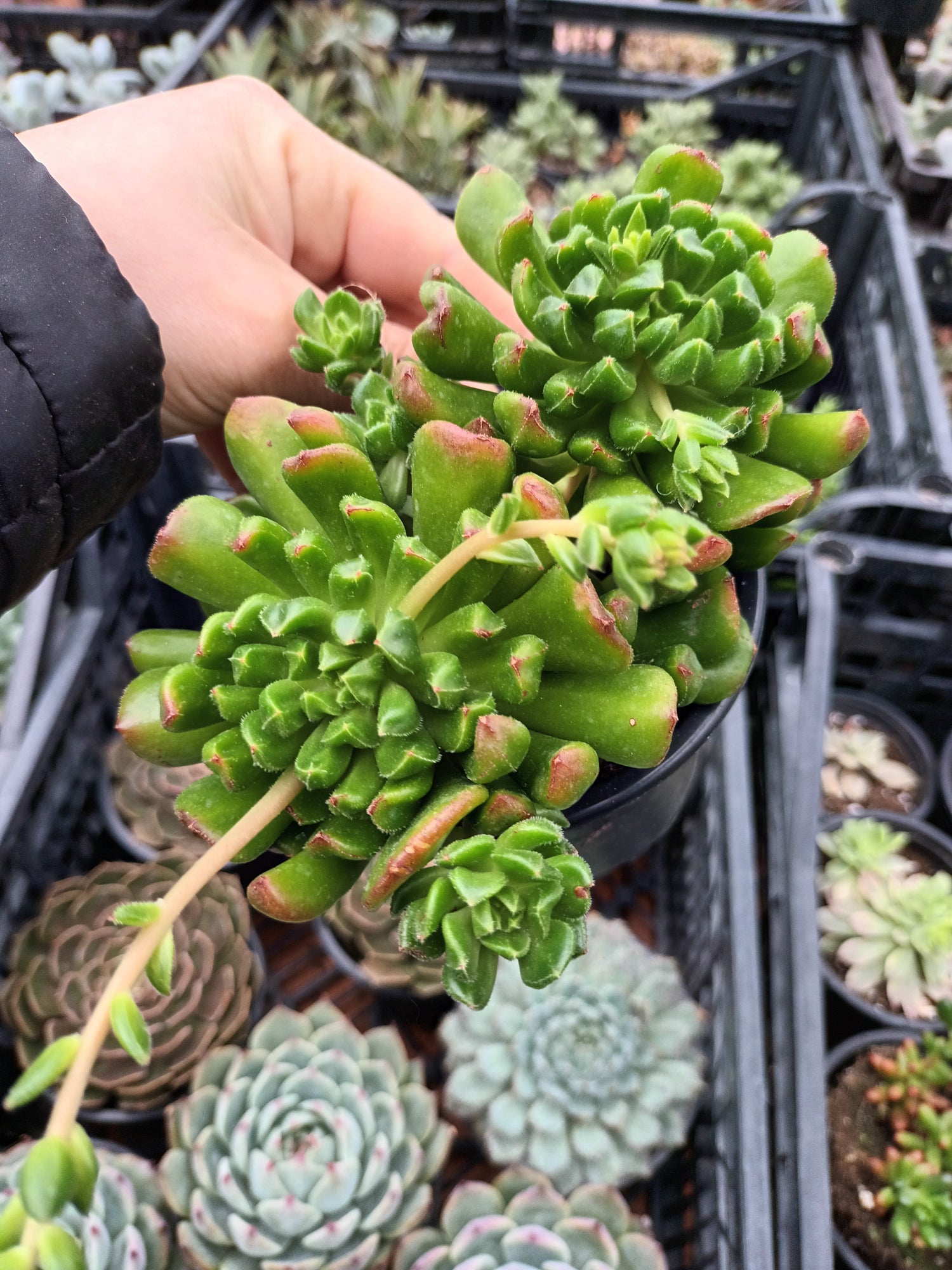 Echeverias