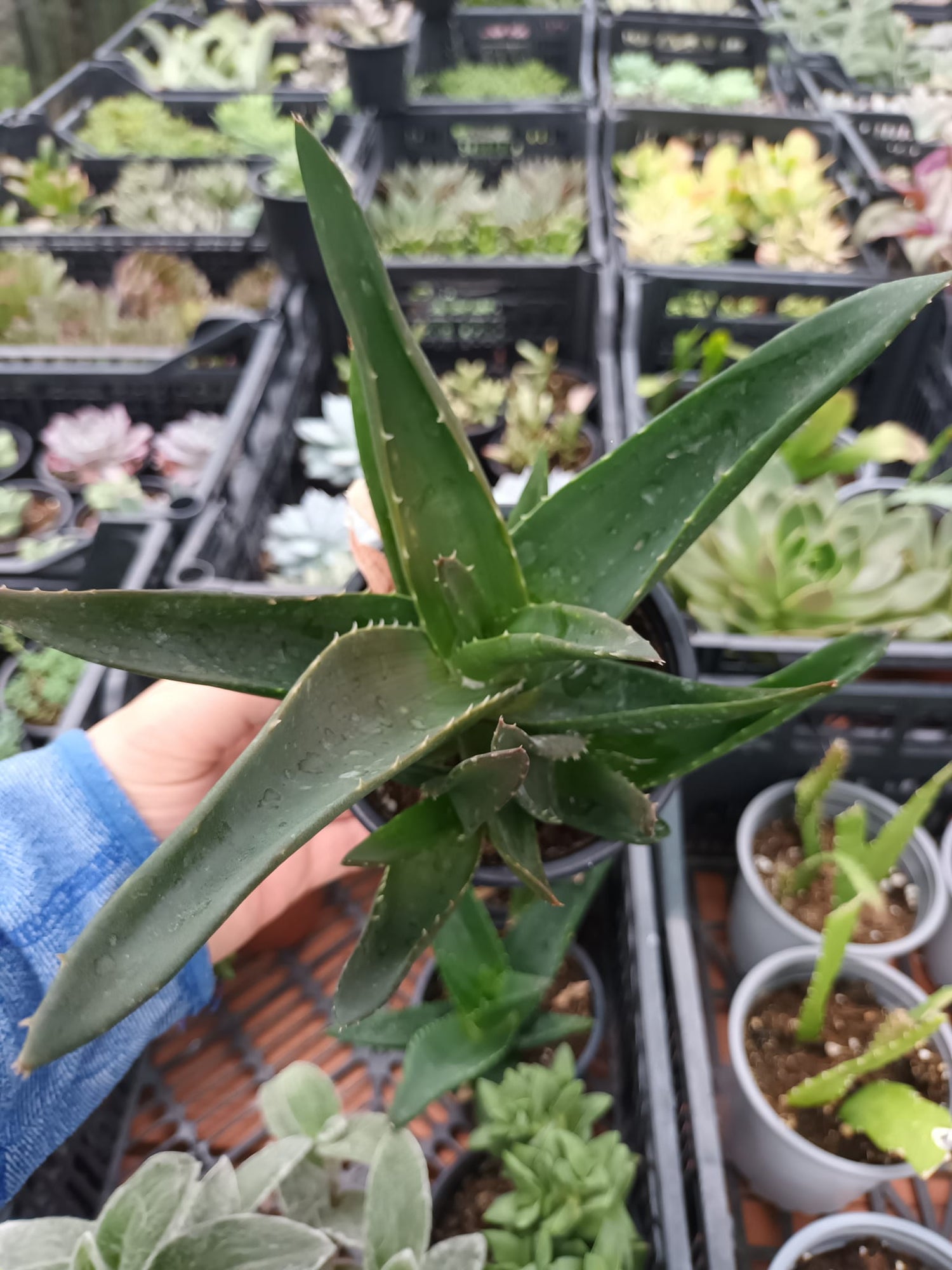 Gasteraloes