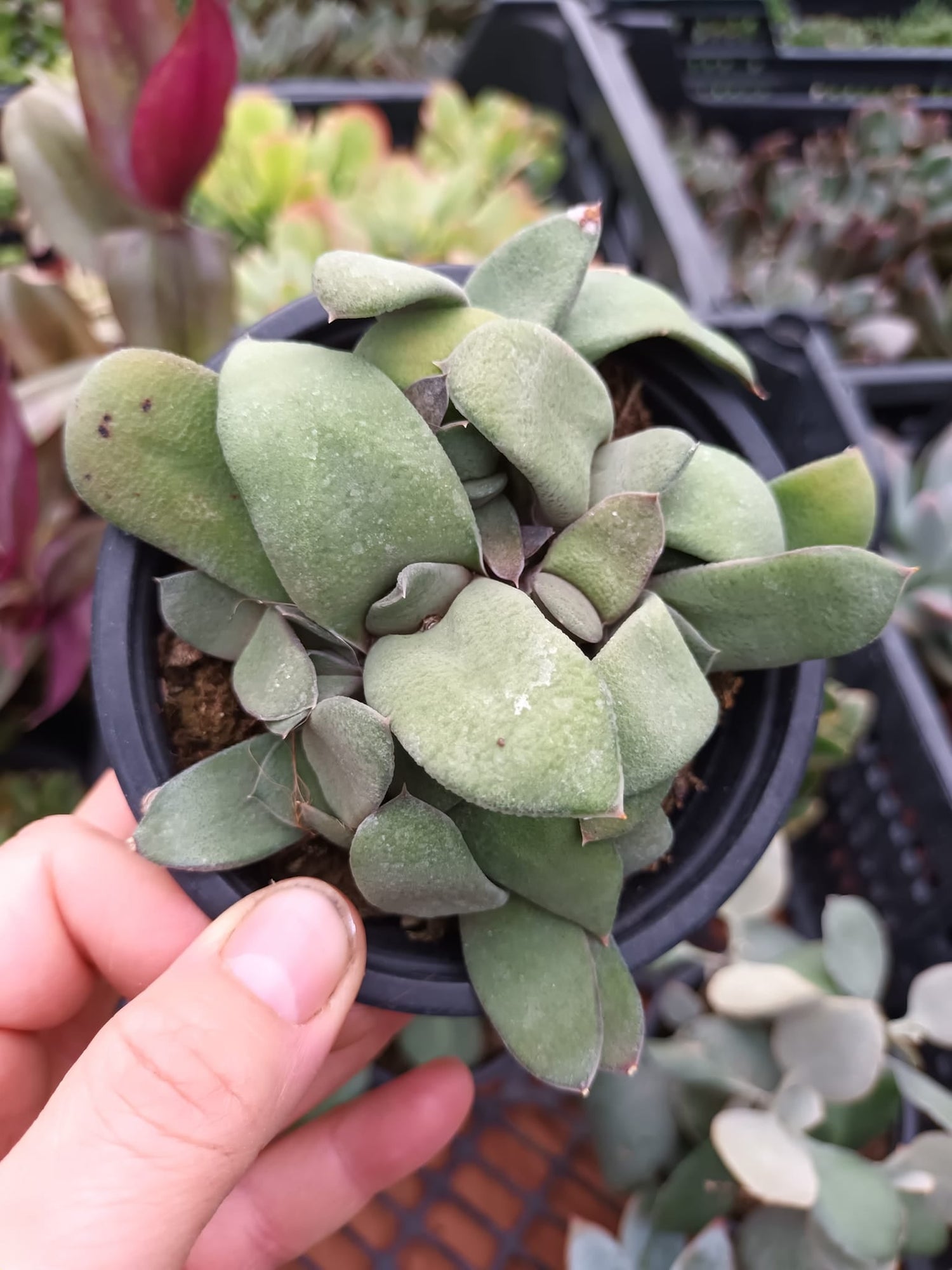 Gasterias