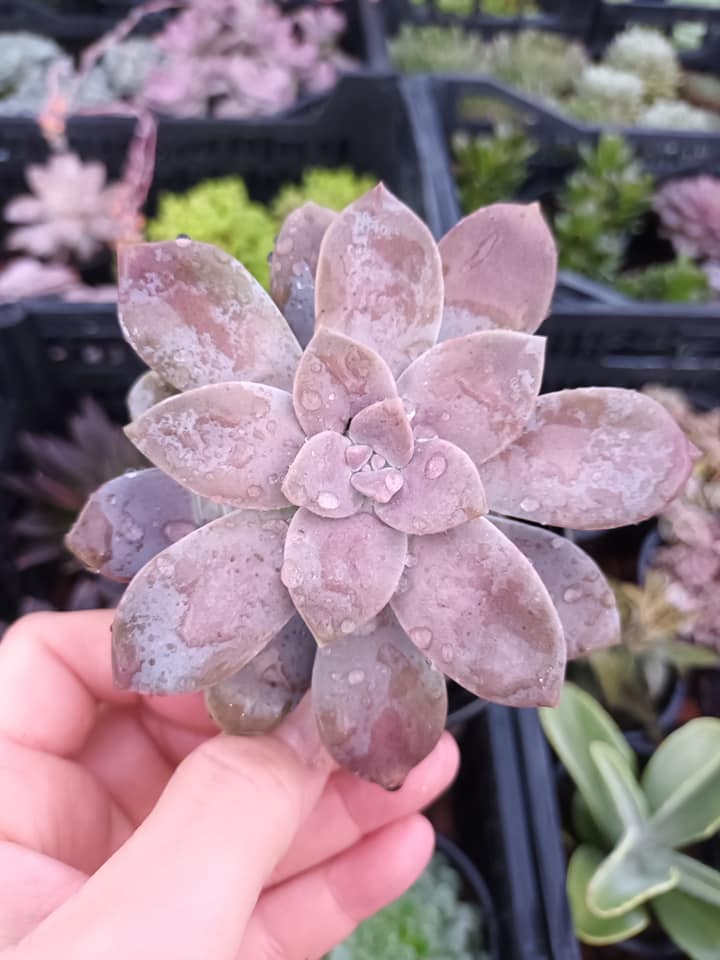 Graptopetalums