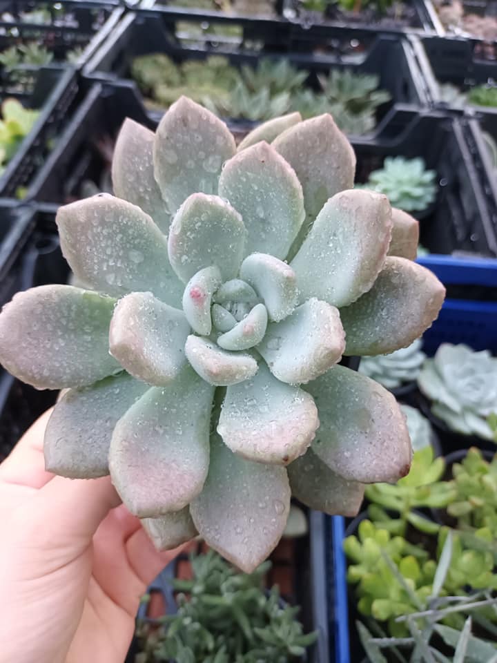 Graptoverias
