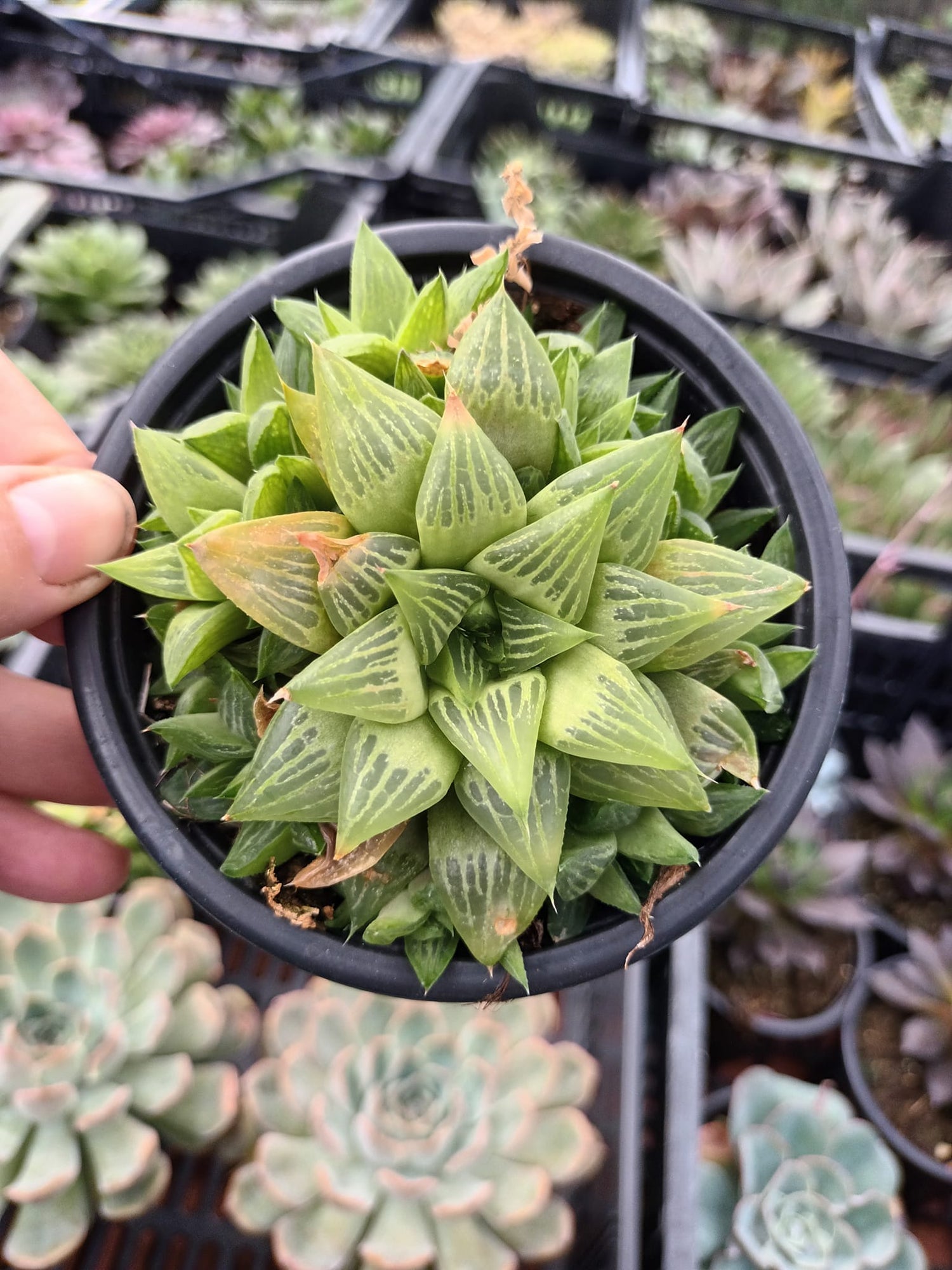 Haworthias