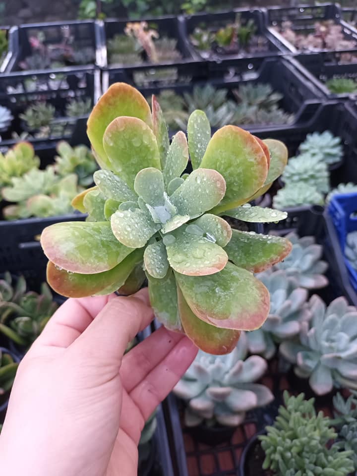 Kalanchoes