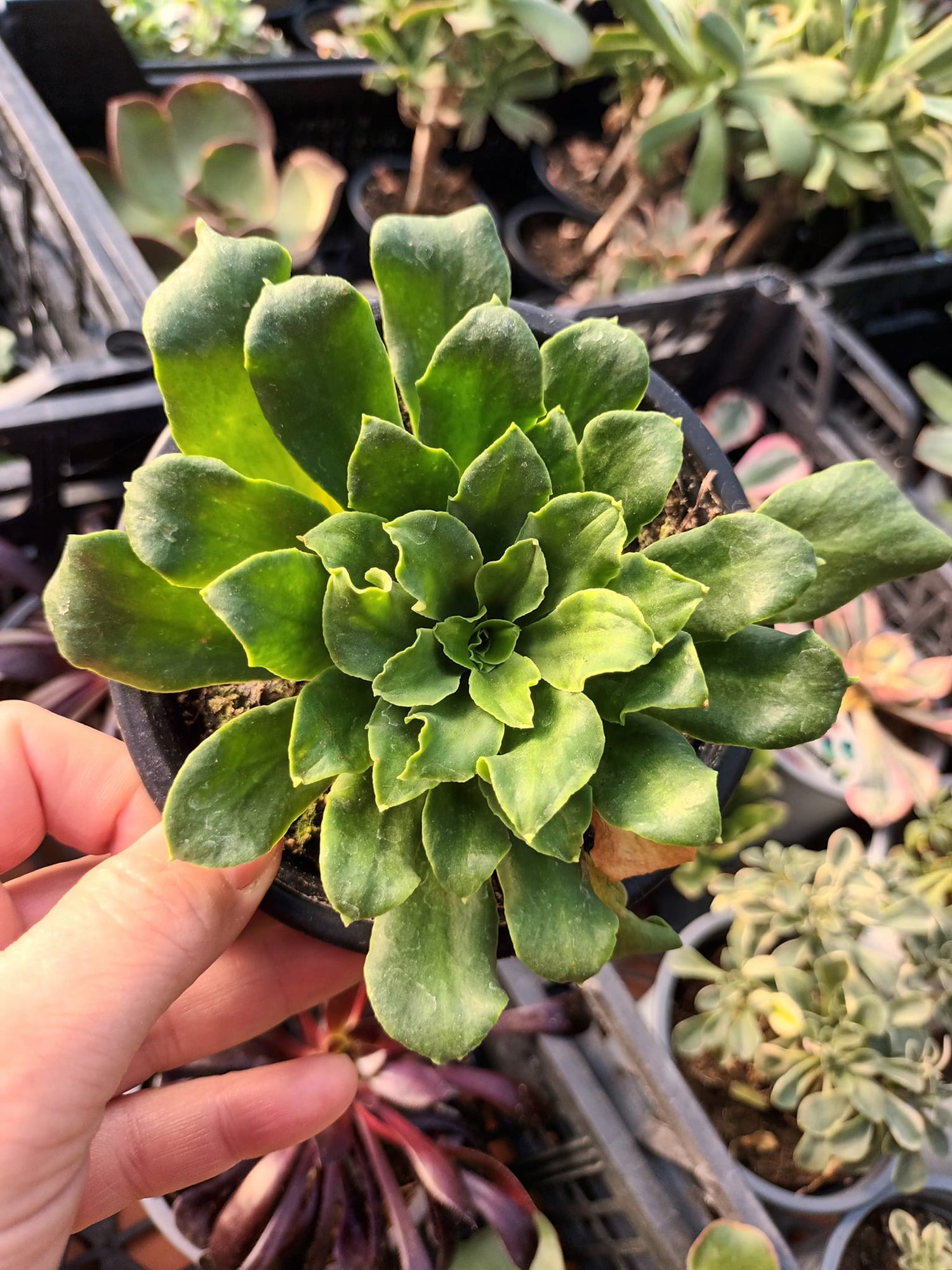 Lewisias