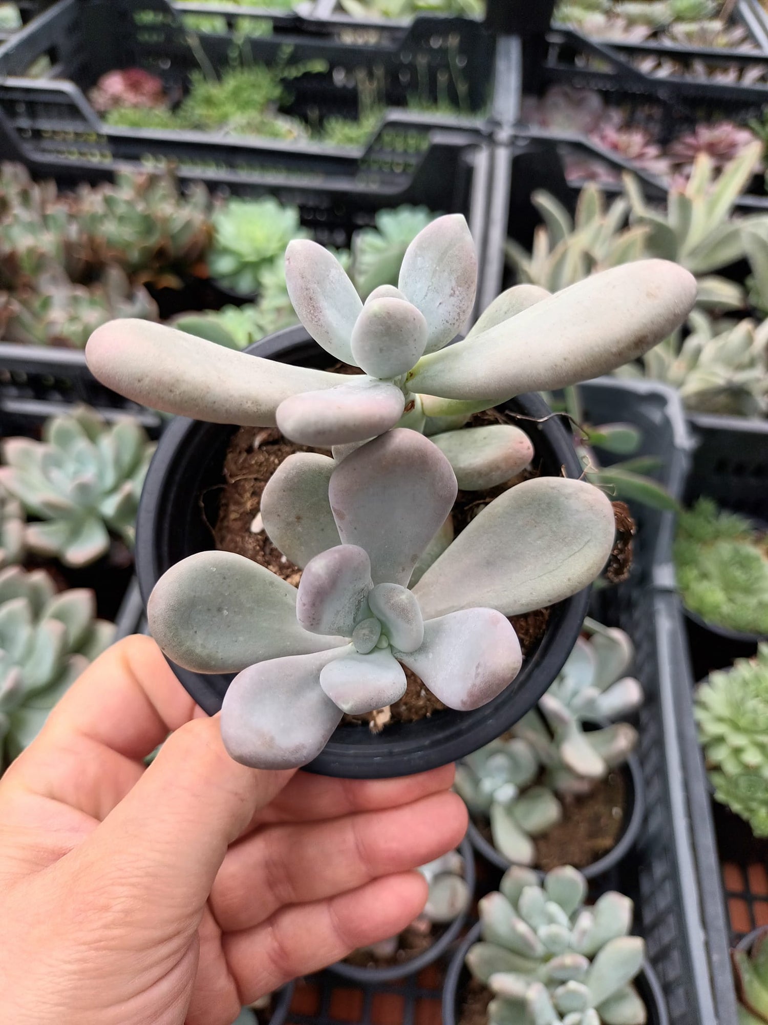 Pachyphytums