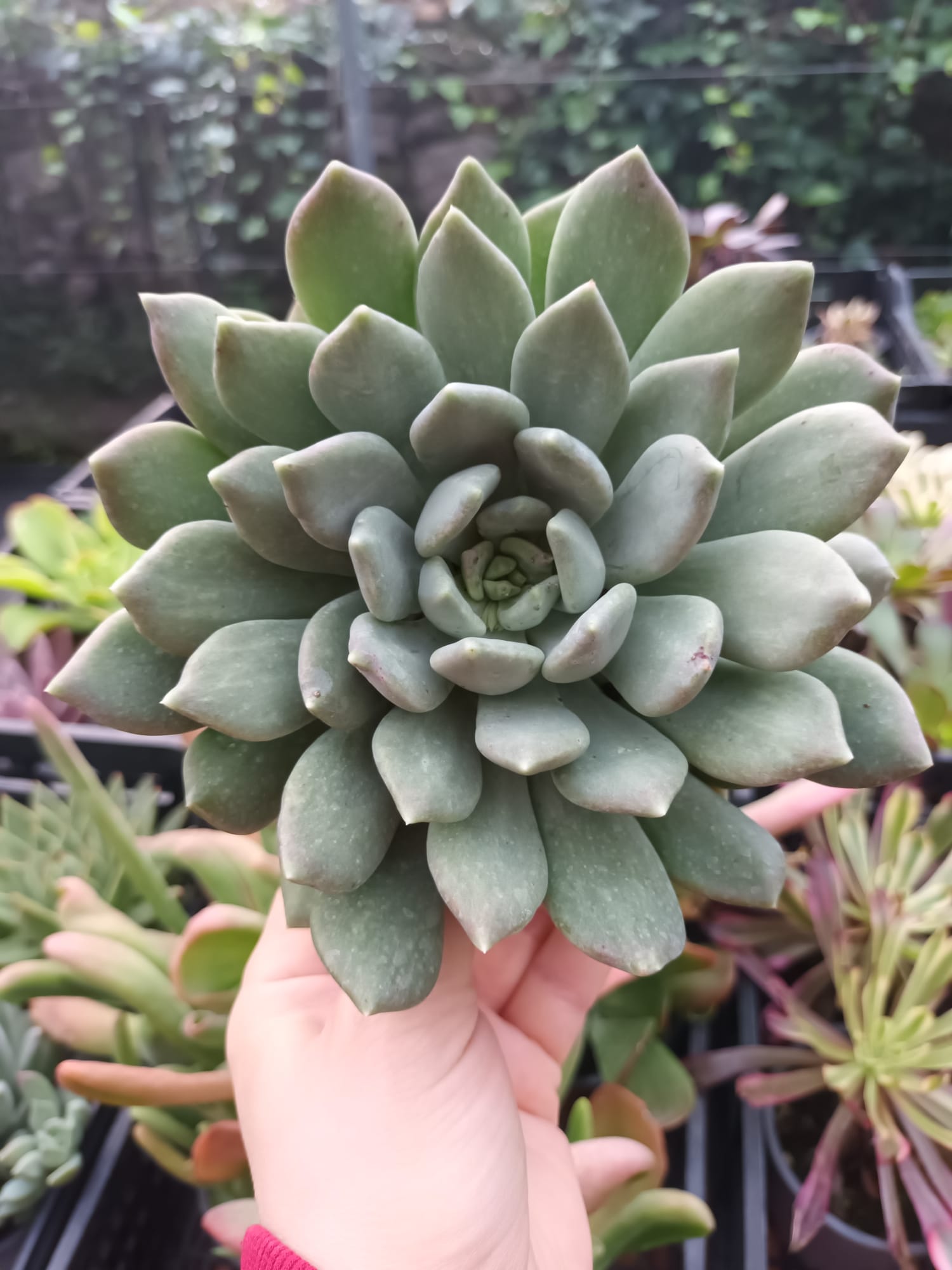 Pachyverias