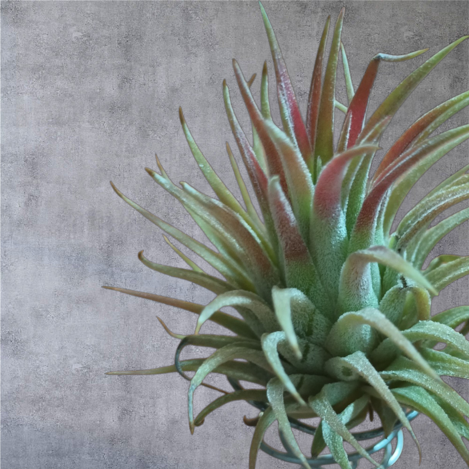 Tillandsias