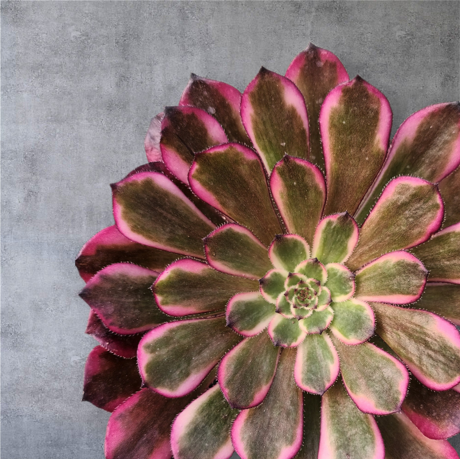 Aeoniums