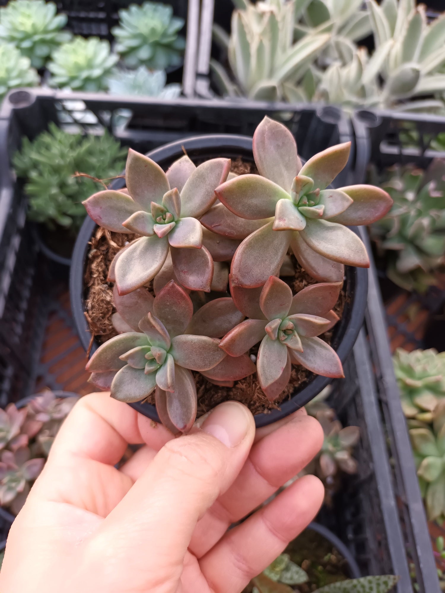 Graptosedums