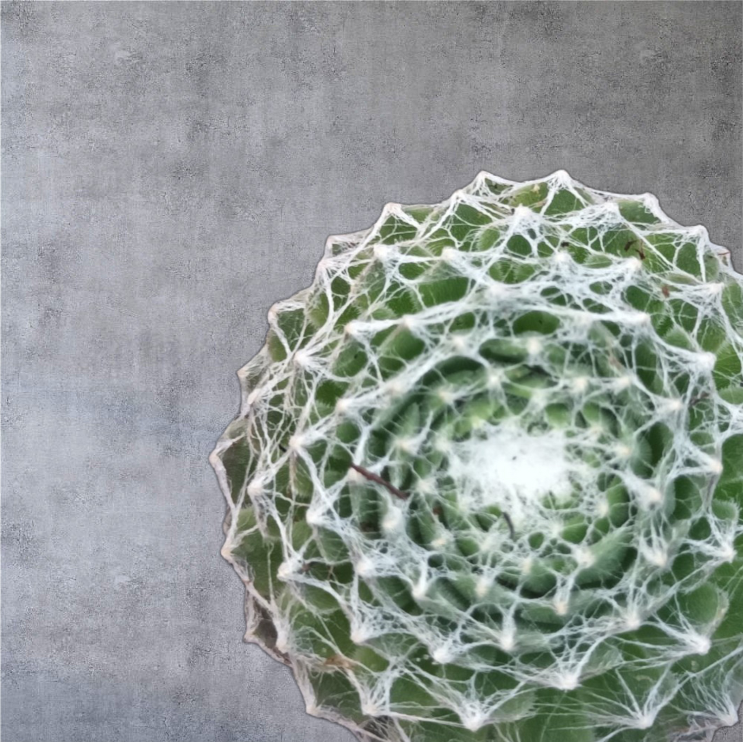 Sempervivums