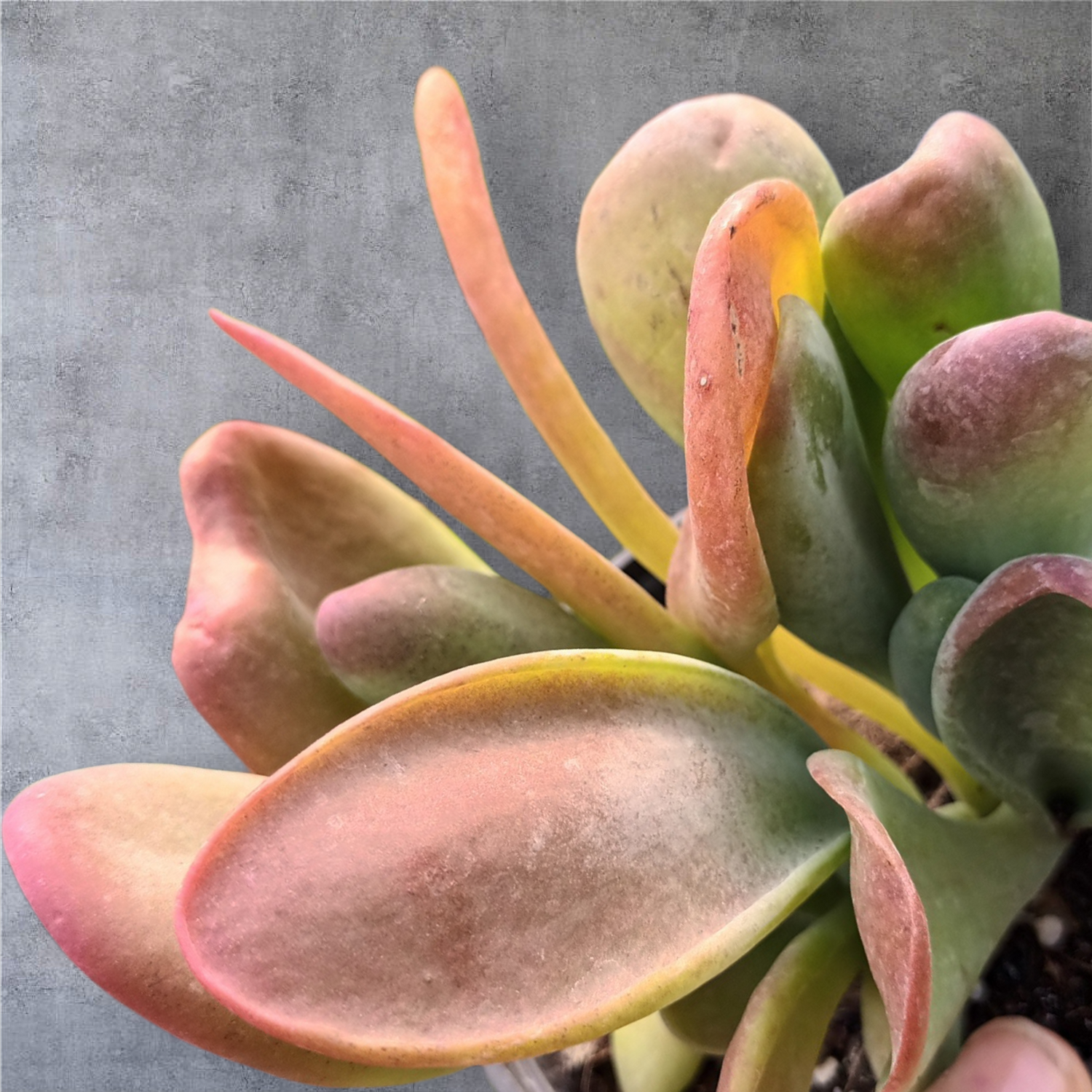 Kalanchoes