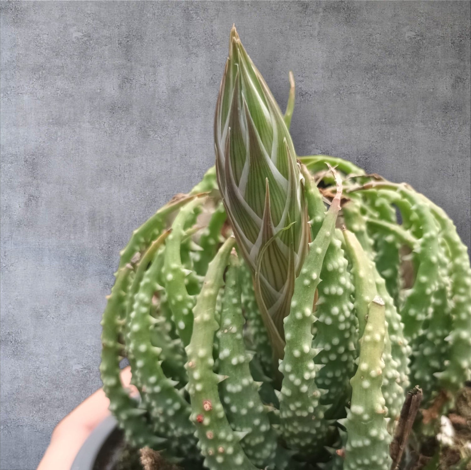 Aloe