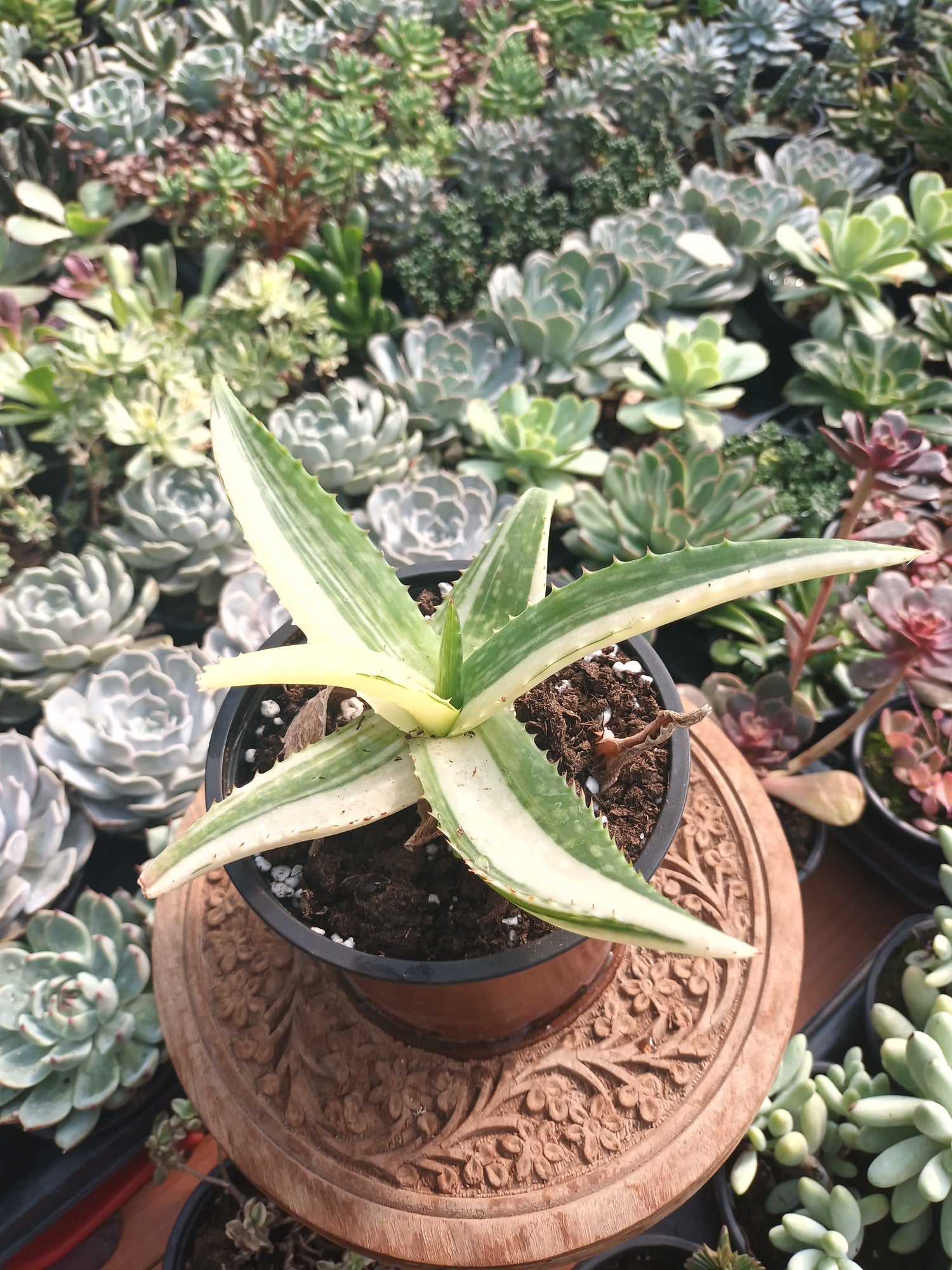 Aloe