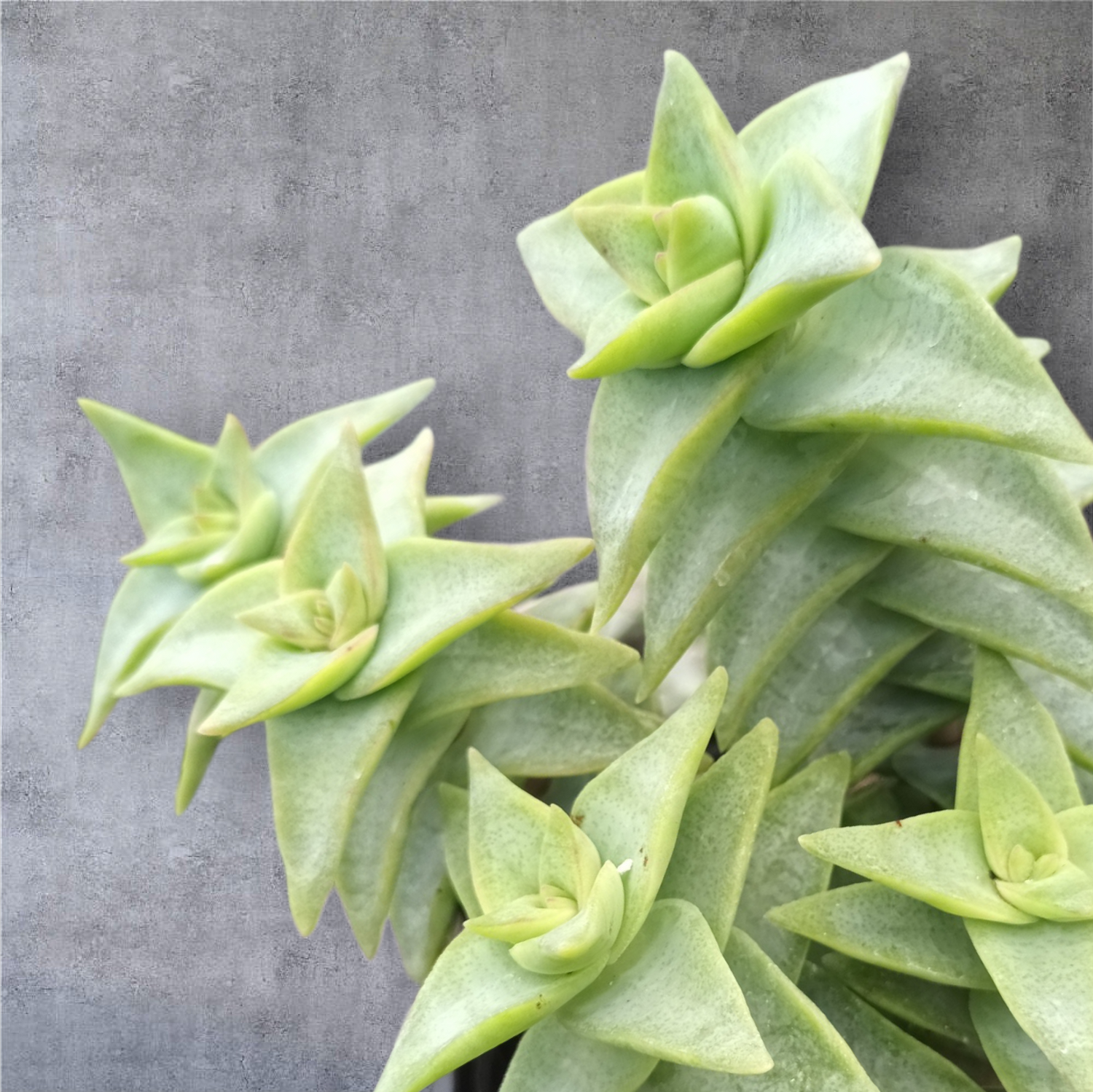 Crassulas