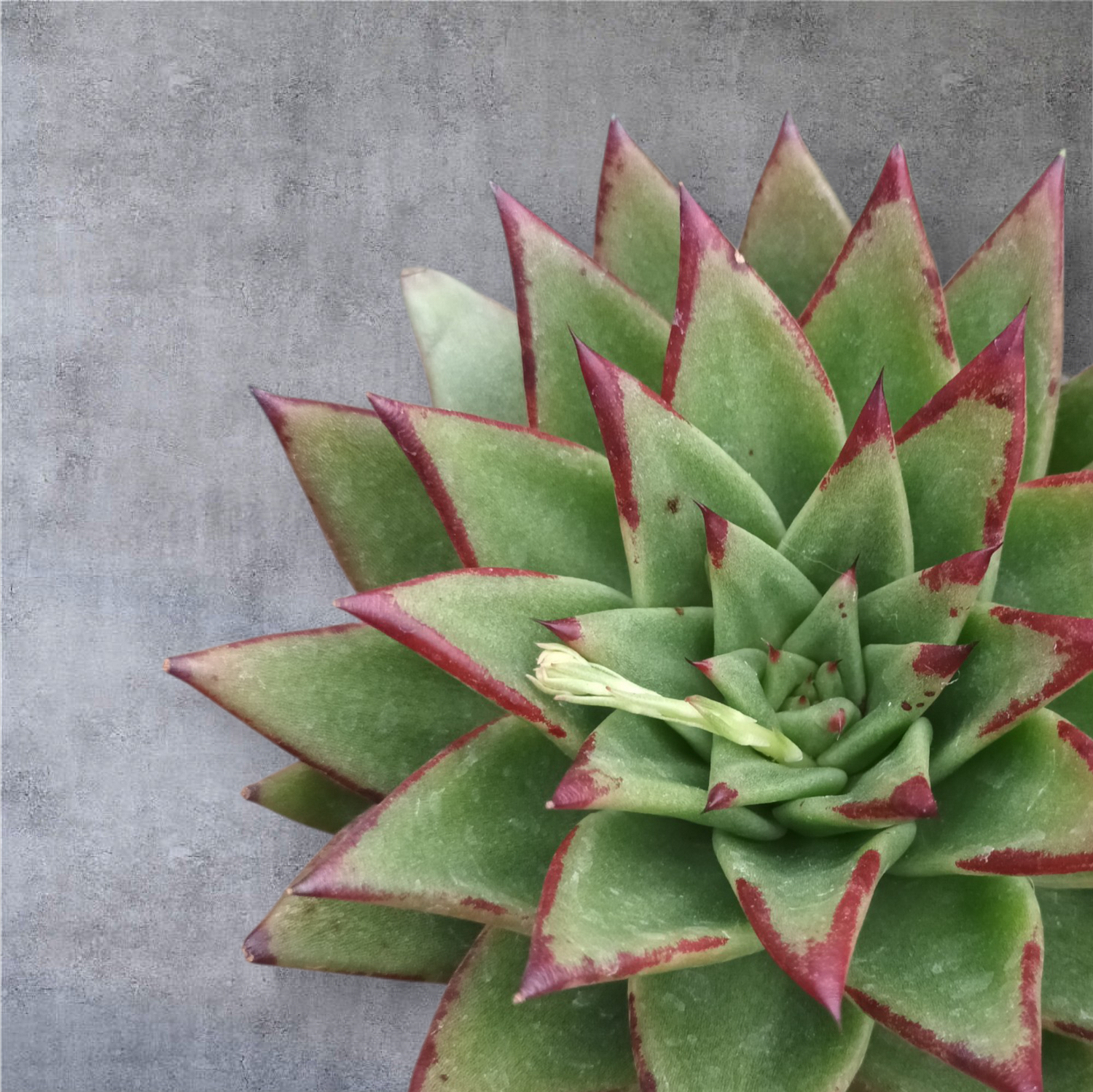 Echeverias