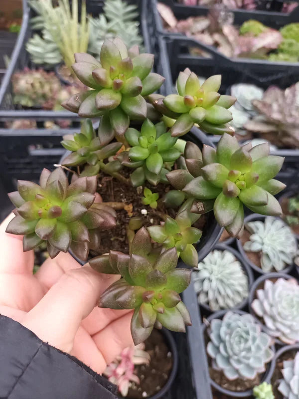 Sedeverias