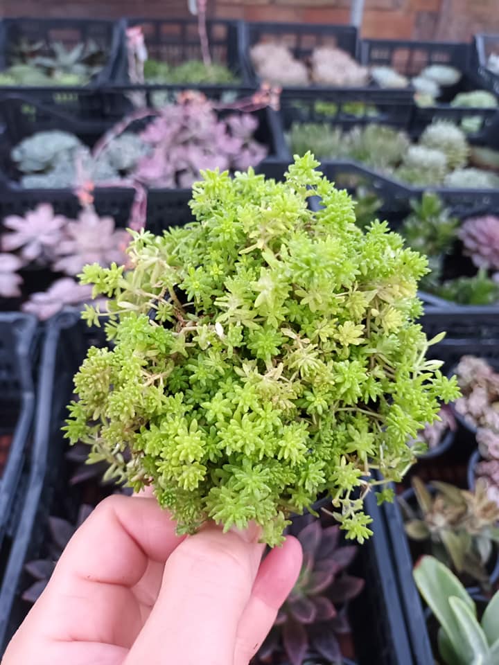 Sedums