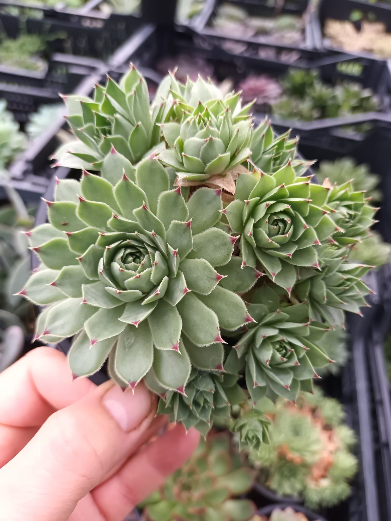 Sempervivums