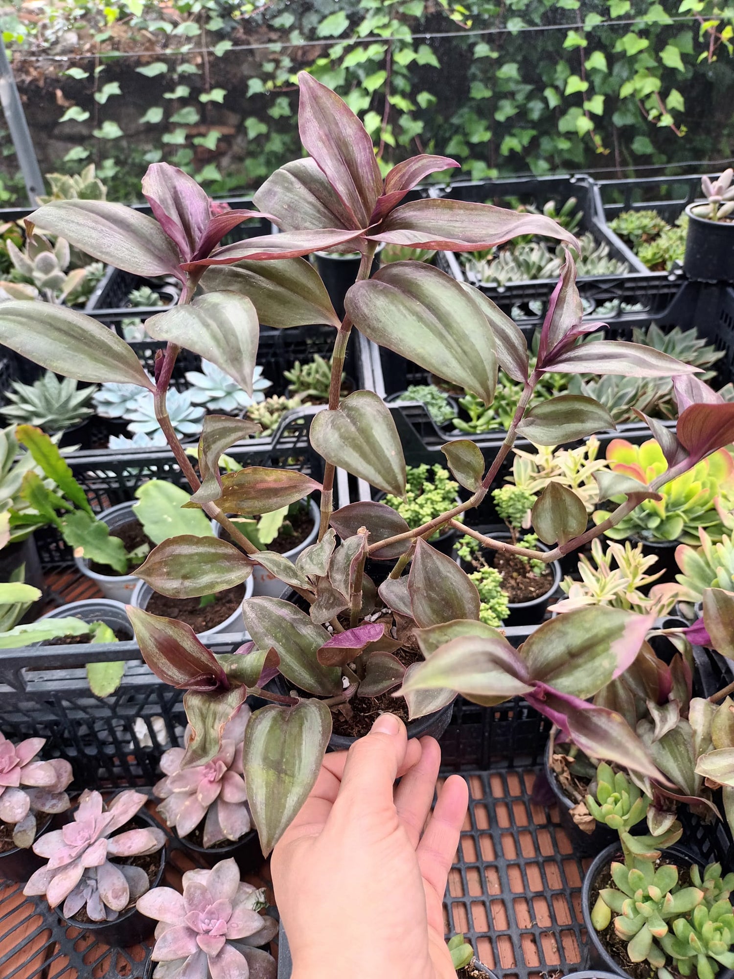 Tradescantias