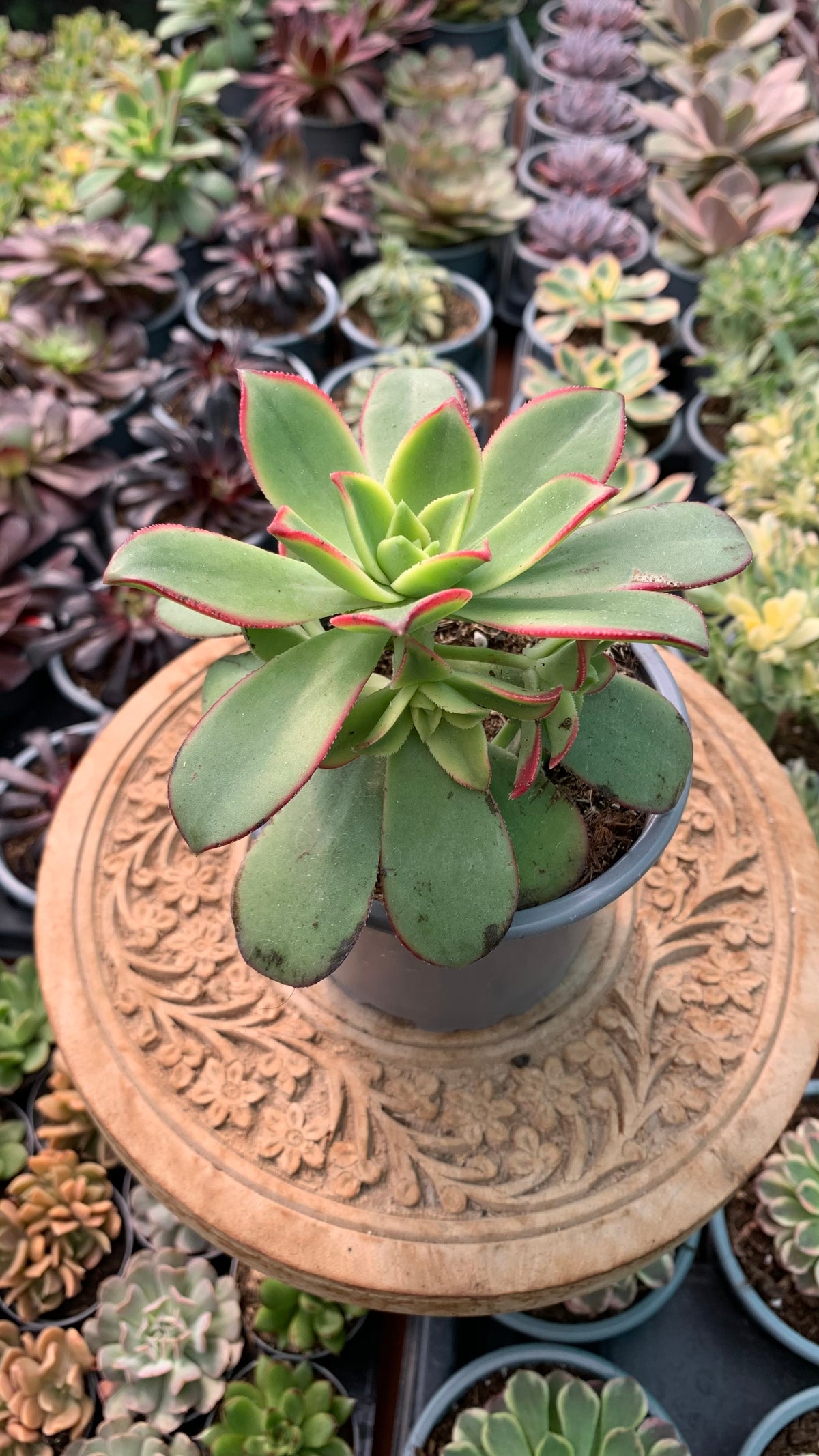 Aeonium kiwi