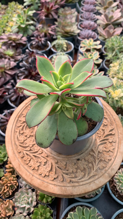 Aeonium kiwi