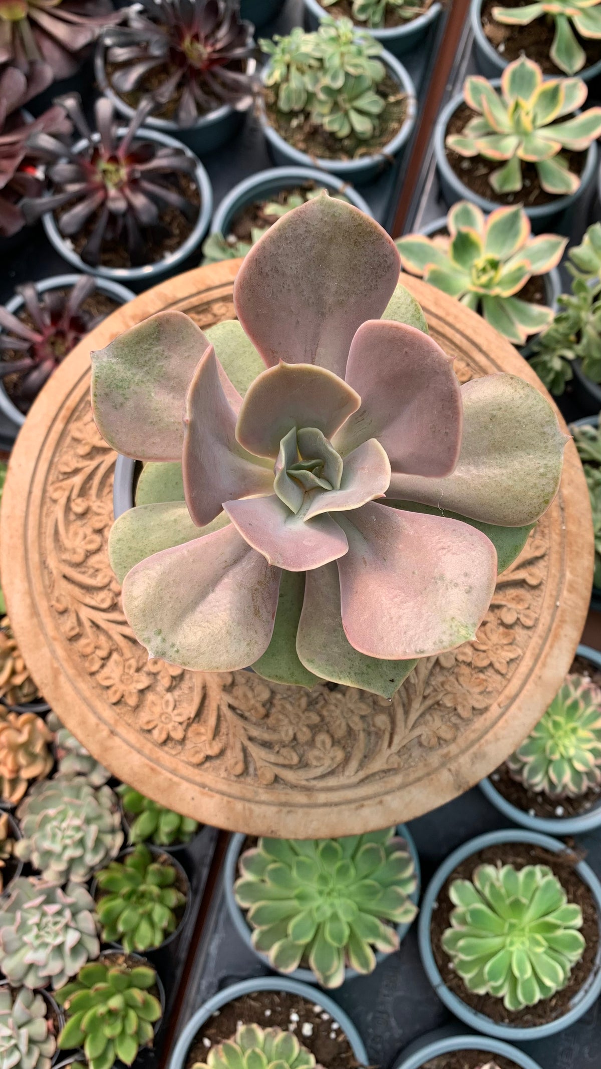 Echeveria ‘Lolita,