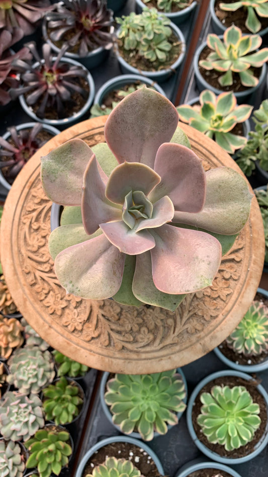 Echeveria ‘Lolita,