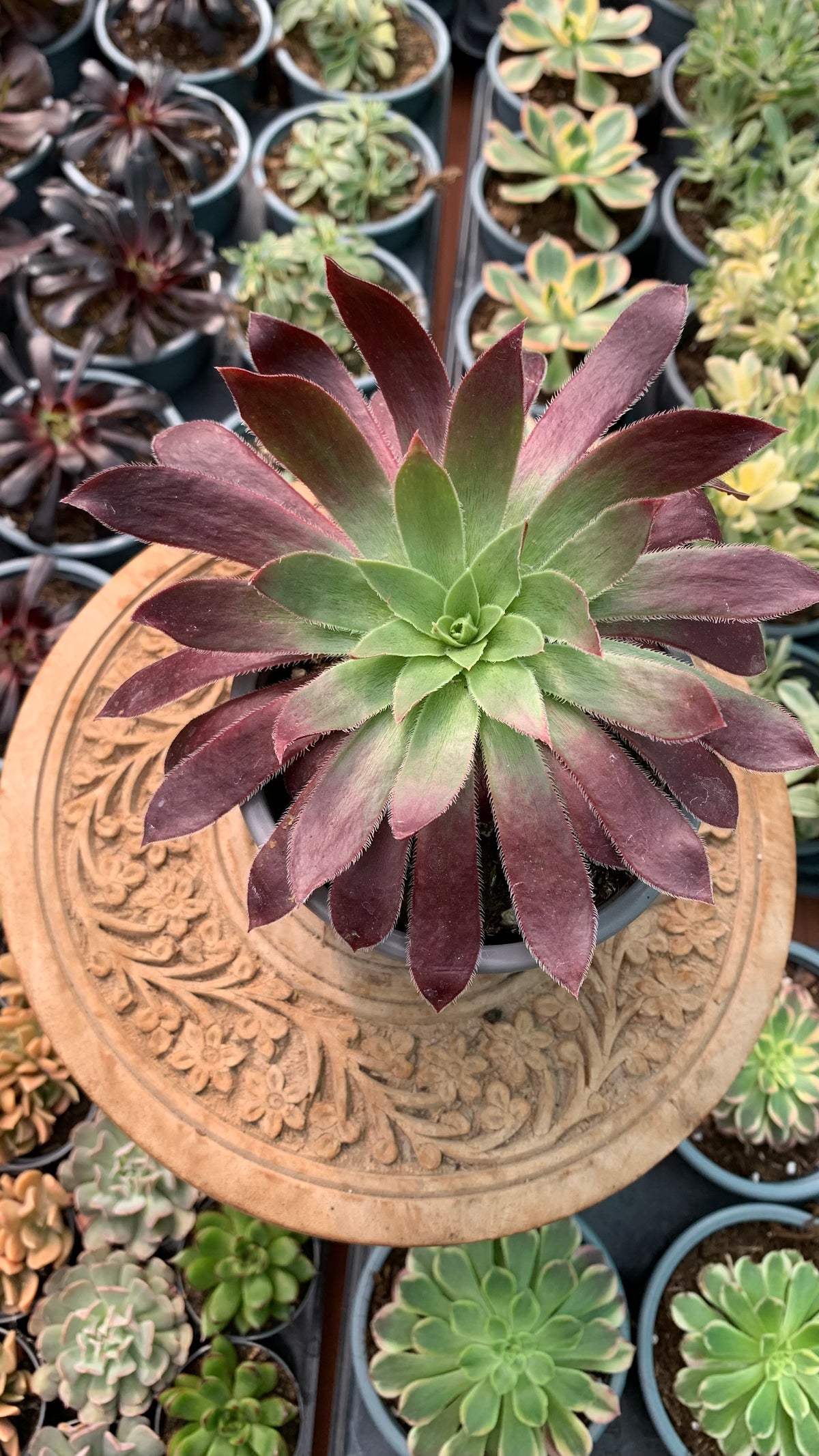 Aeonium  Black Magic