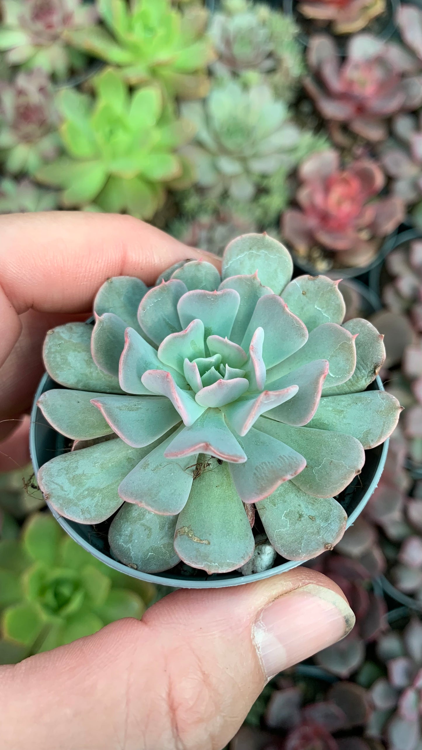 Echeveria pinwheel revolution