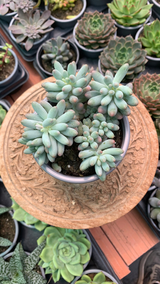 Pachyphytum machucae 'baby finger'