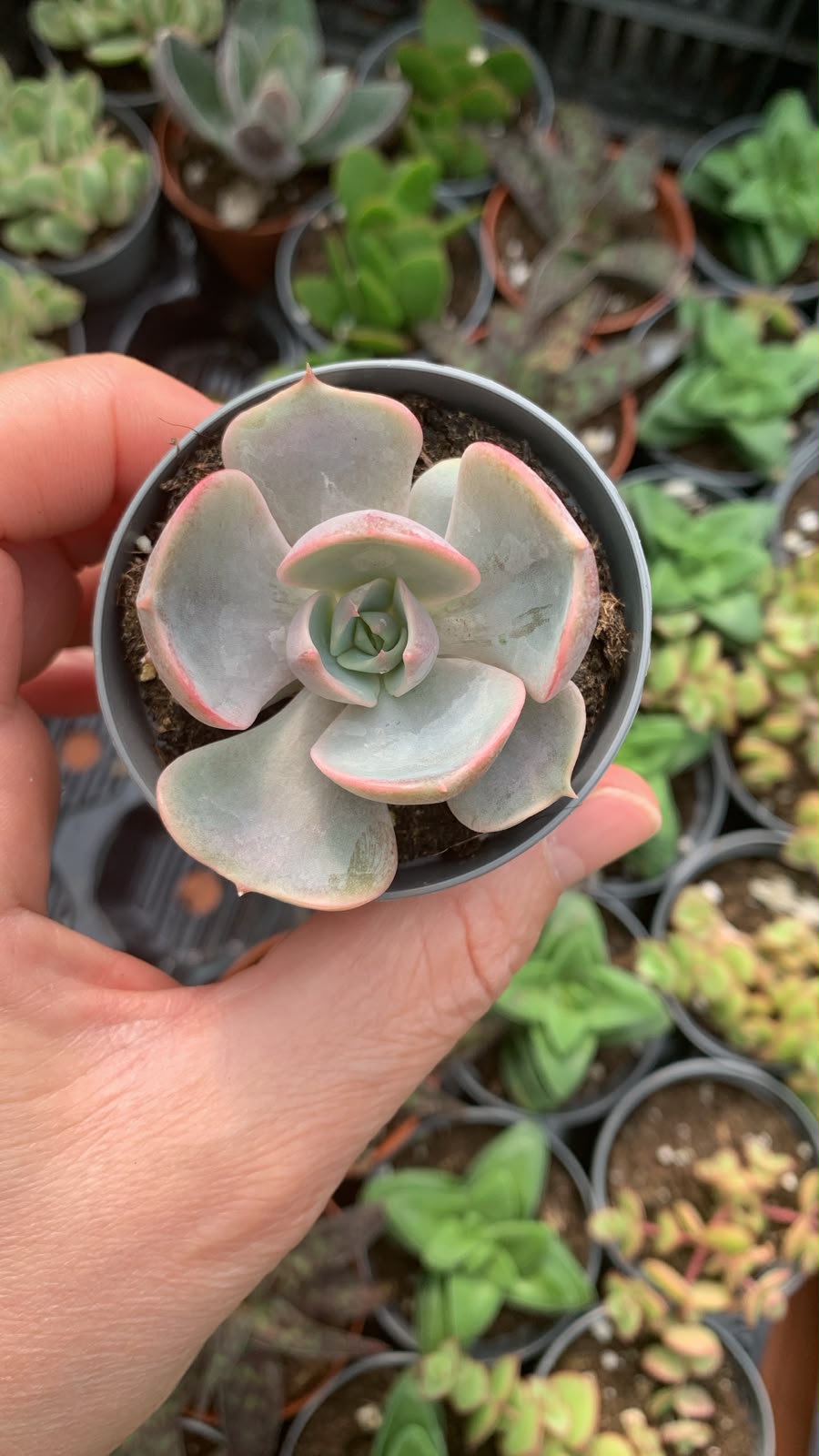 Echeveria lotus