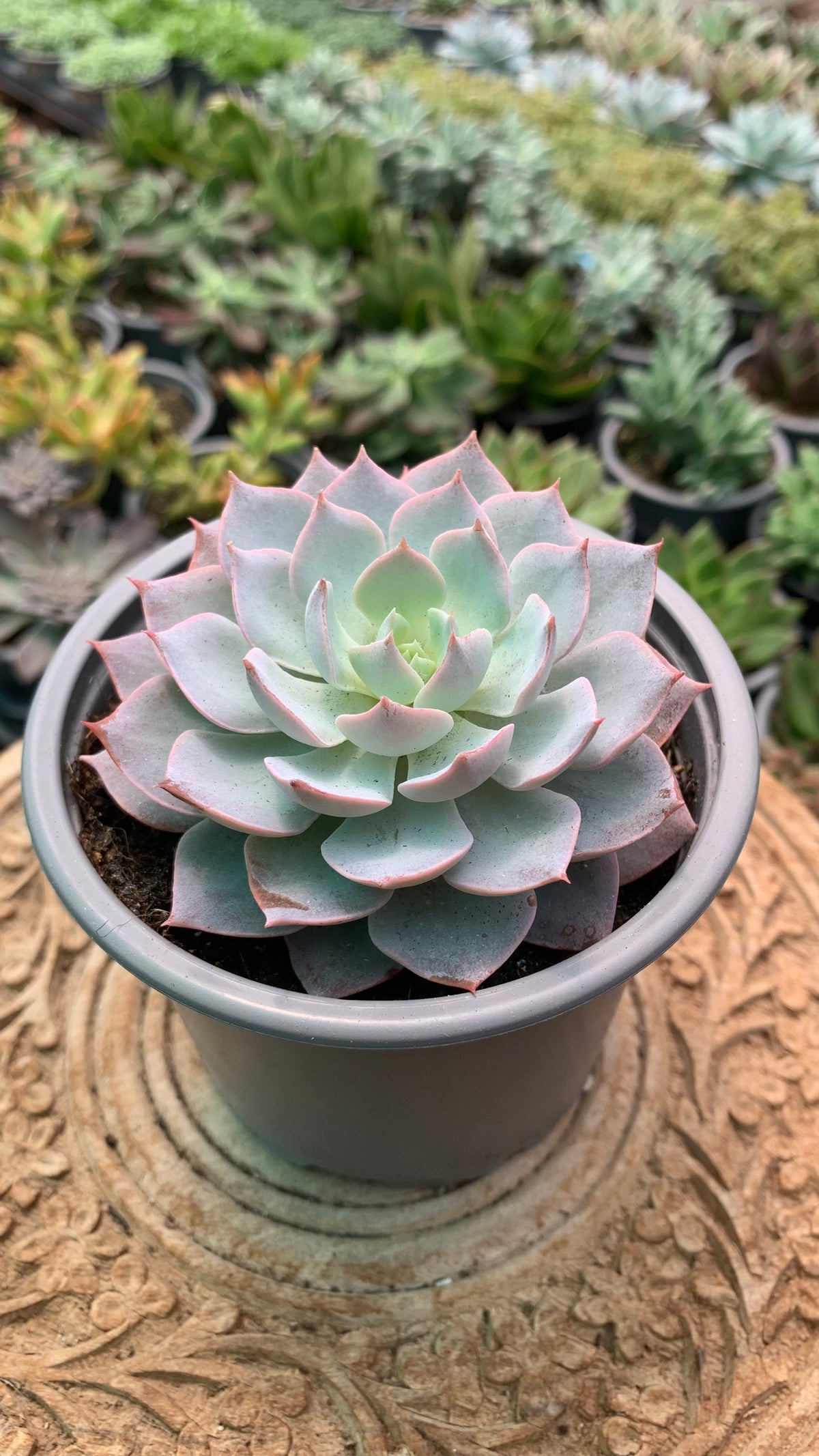 Echeveria canadian
